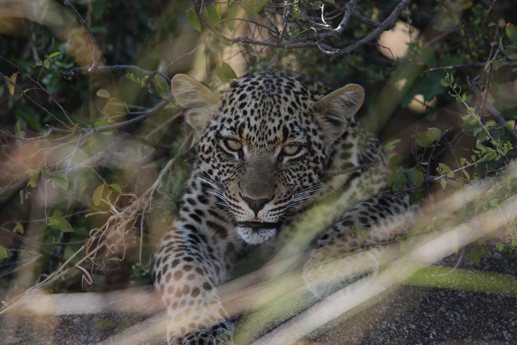 Canon EF 400mm F2.8L IS II USM sample photo. Leopard photography