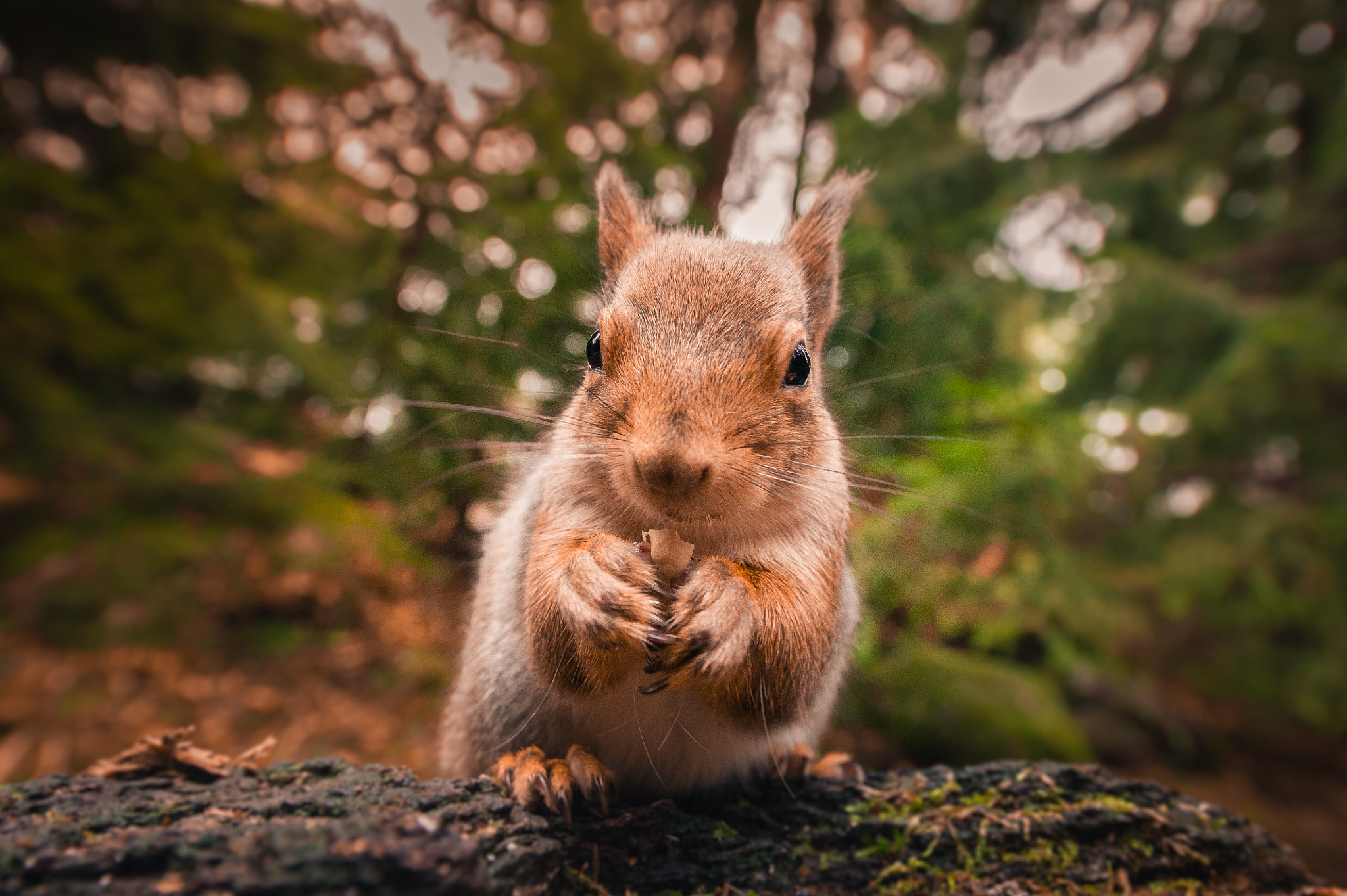 Nikon D3S sample photo. Squirrel photography