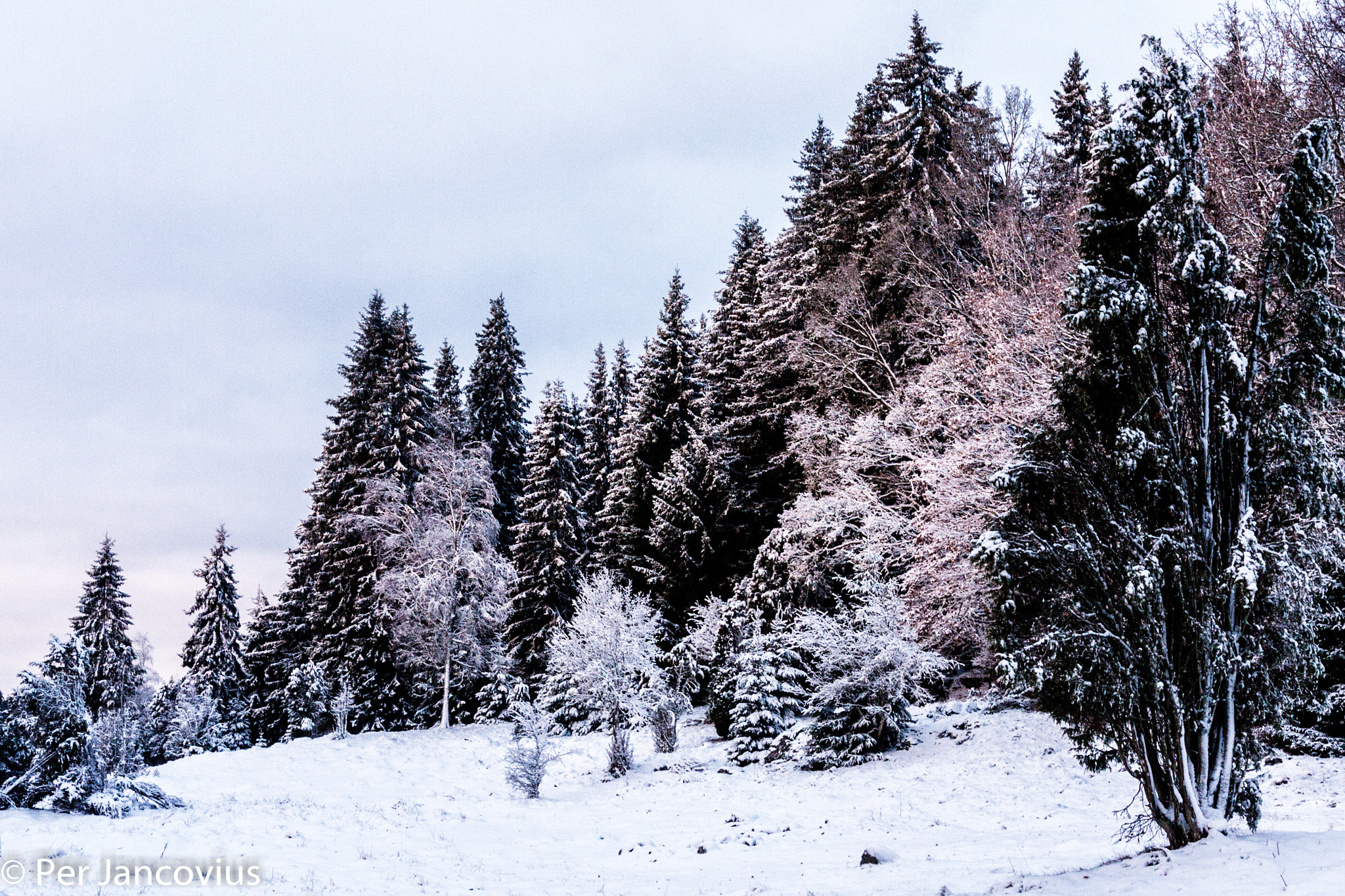 Canon EOS 40D sample photo. Winter photography