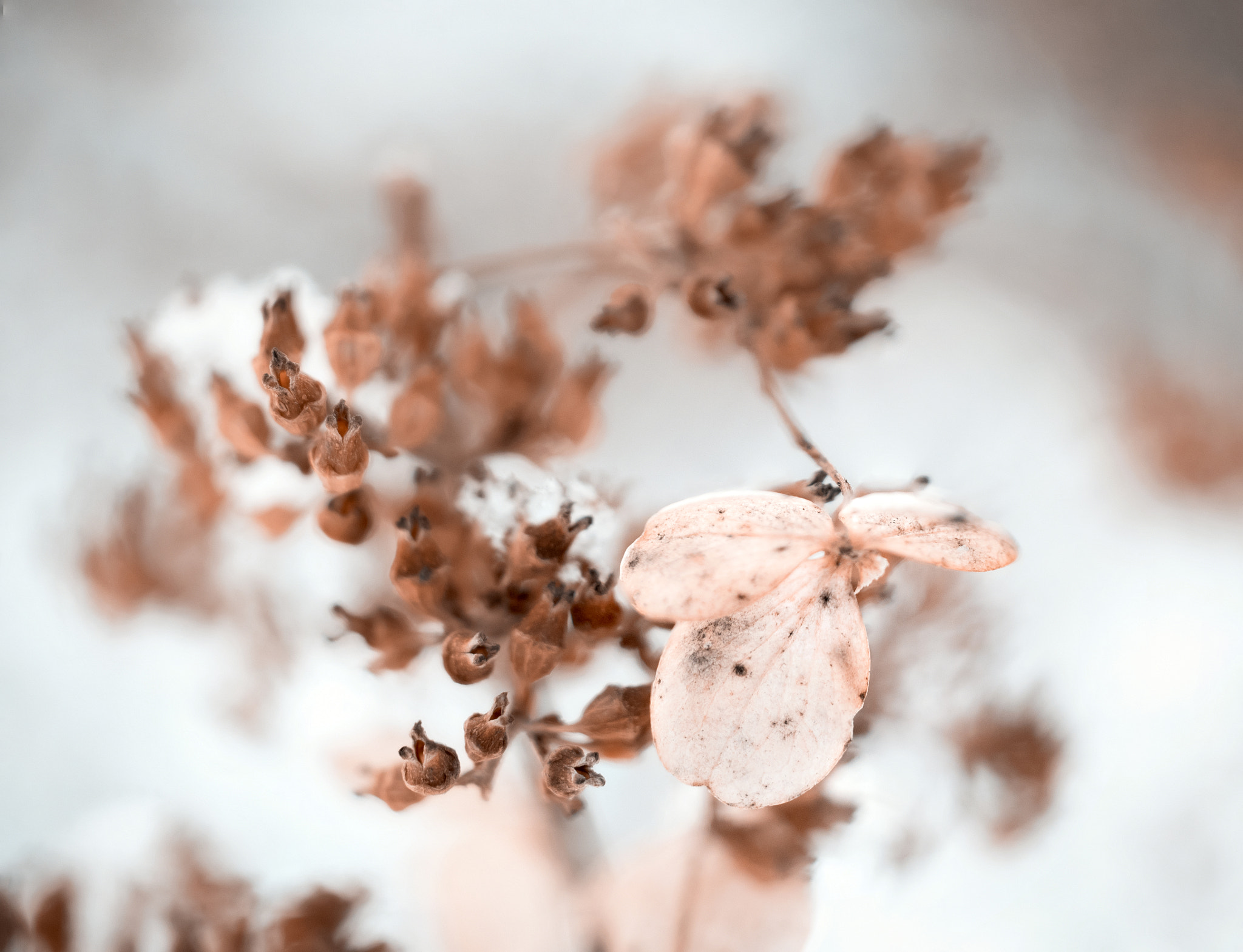 Panasonic Leica DG Macro-Elmarit 45mm F2.8 ASPH OIS sample photo. 6/365 photography