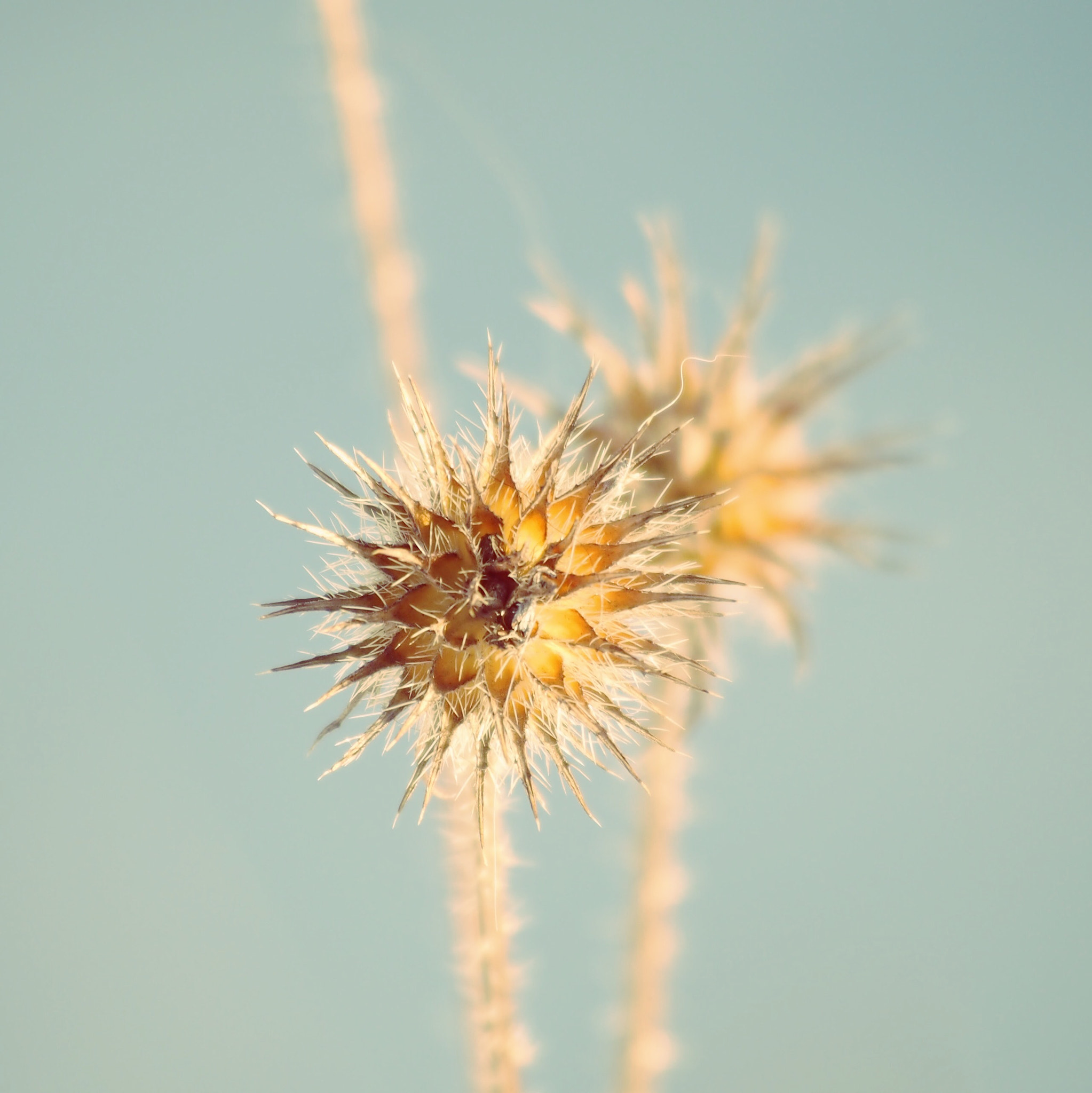Olympus OM-D E-M5 sample photo. Thistle photography