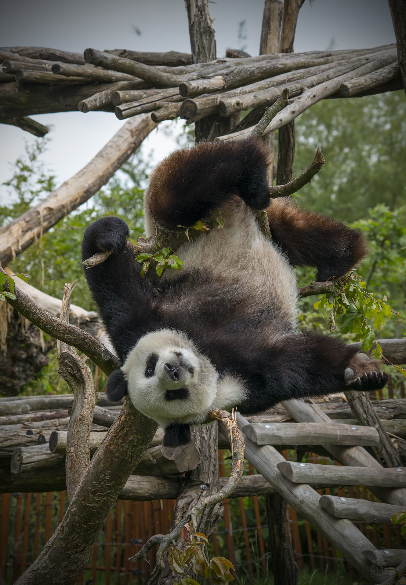 Sigma 150-500mm F5-6.3 DG OS HSM sample photo. Panda photography