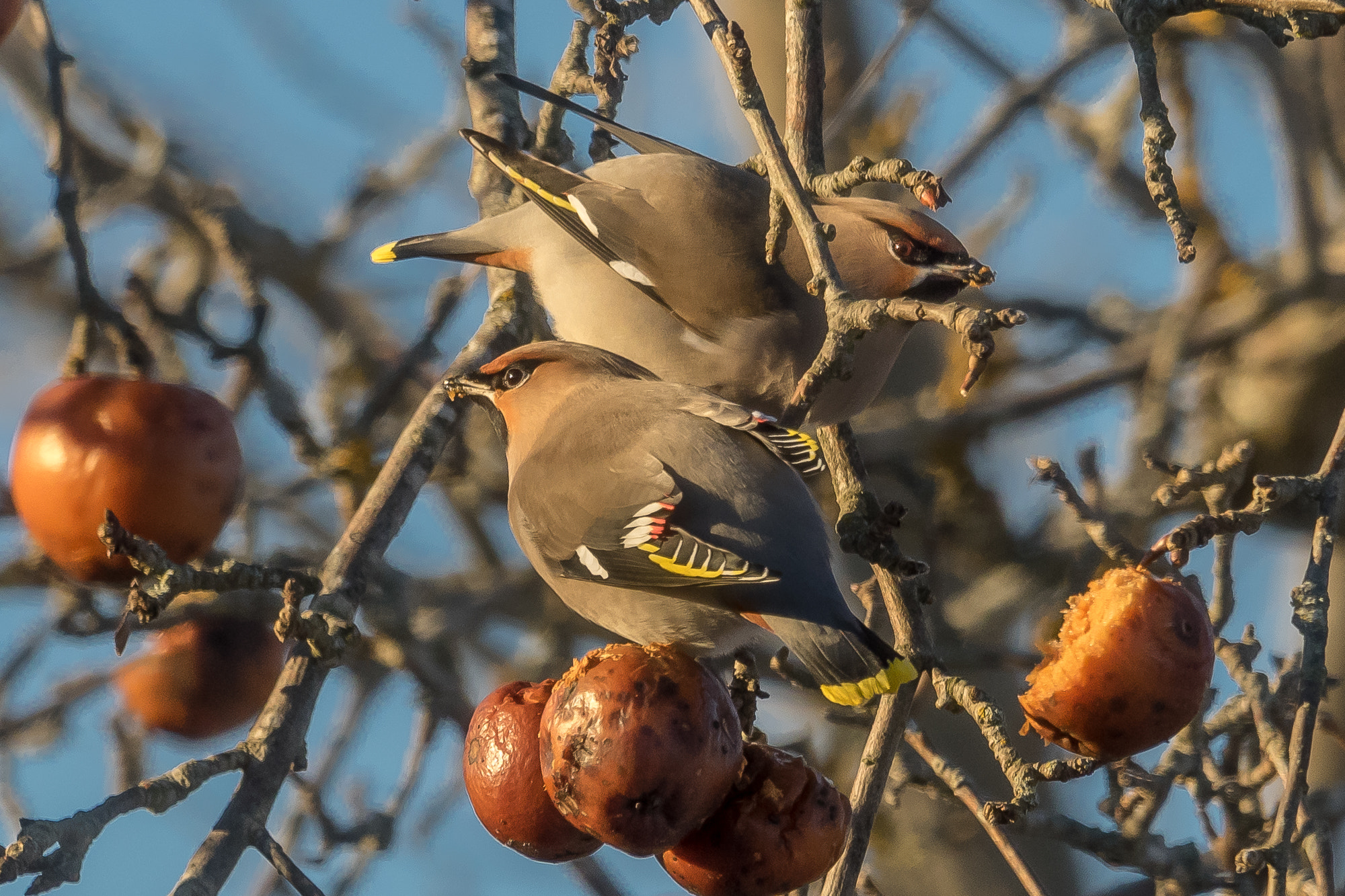 M.300mm F4.0 + MC-14 sample photo. Waxwings' apple feast in freezing estonian winter photography