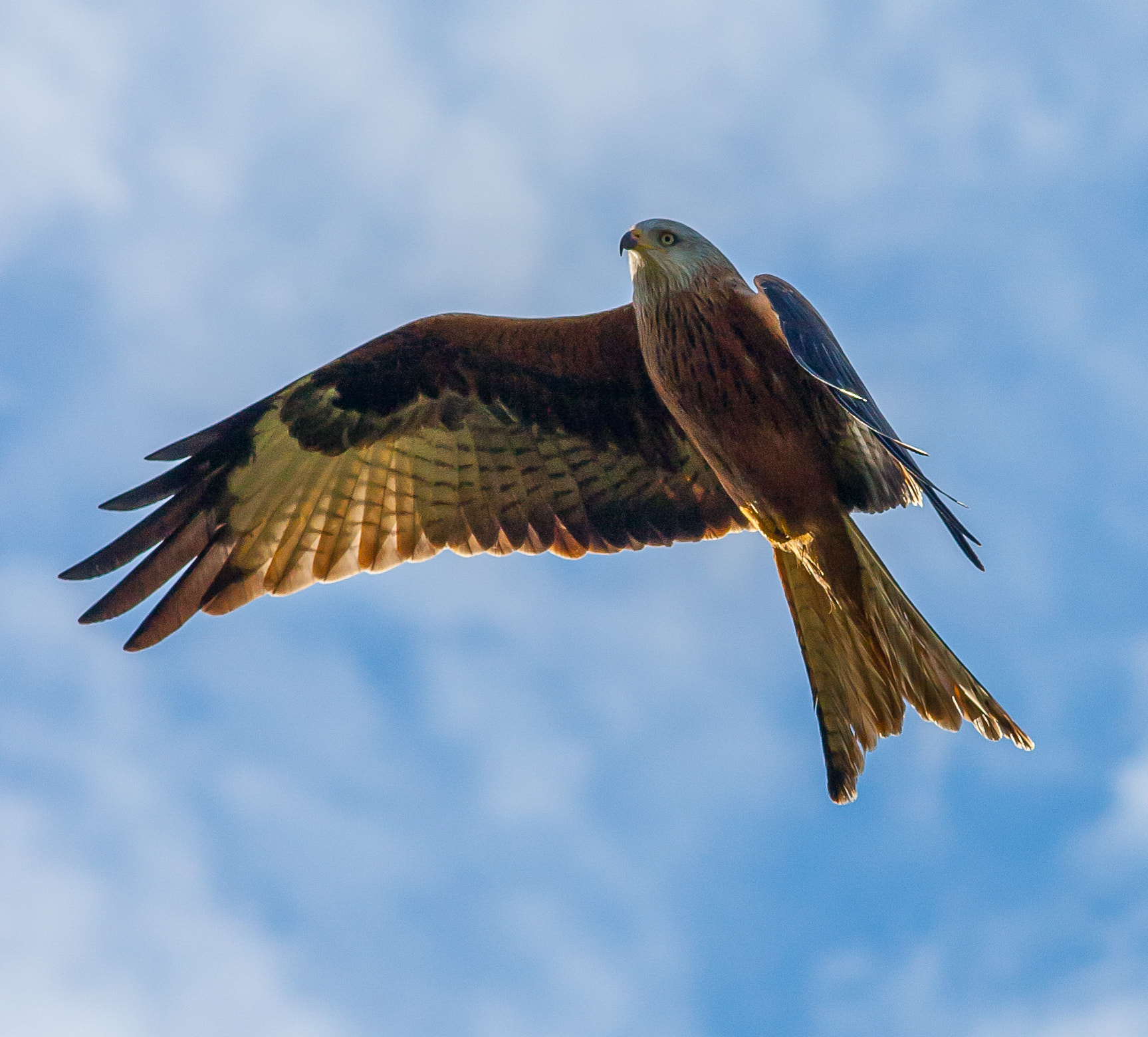 Canon EOS-1D Mark III + Canon EF 300mm f/4L sample photo. Red kite photography