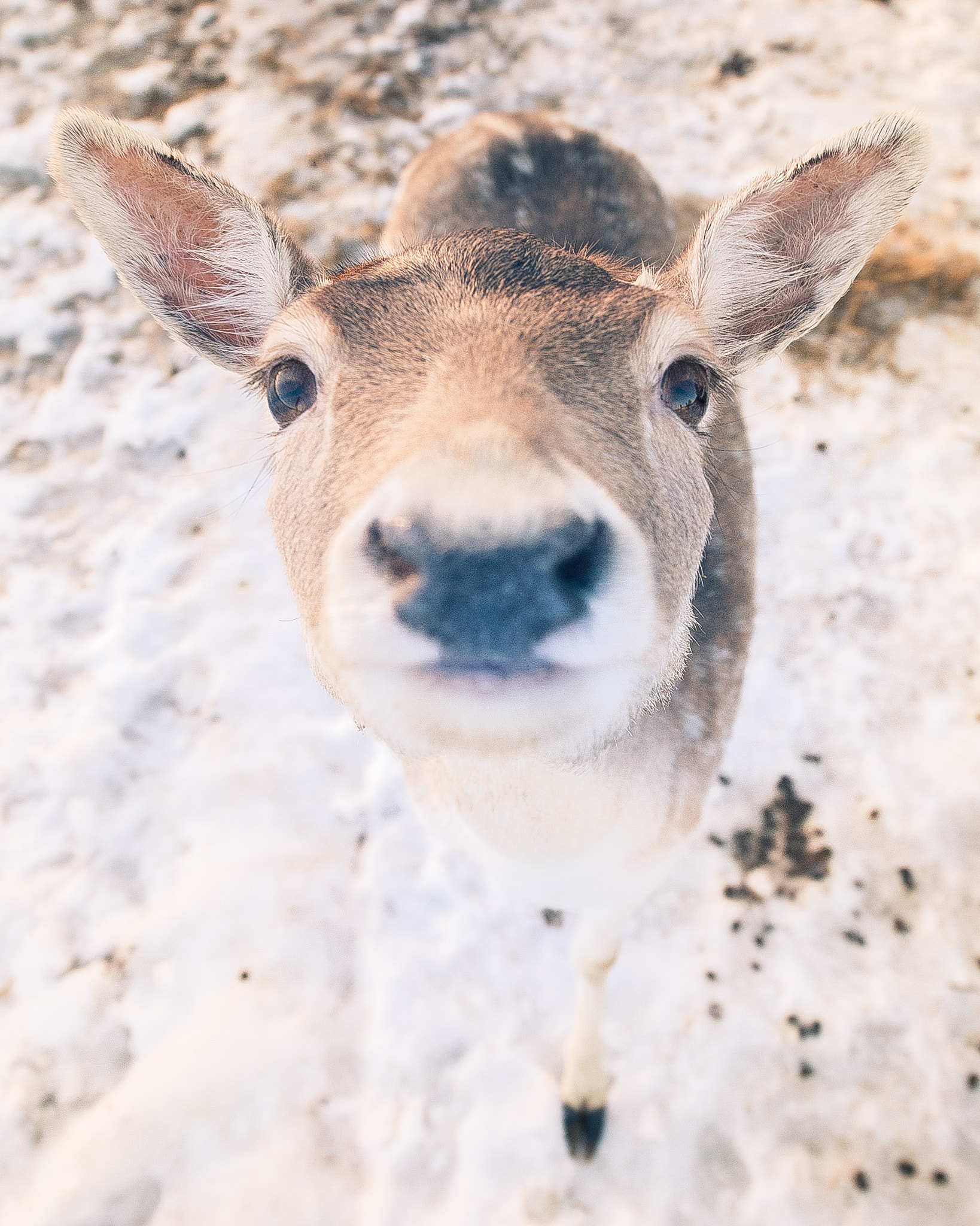 Nikon D3 sample photo. Deer photography