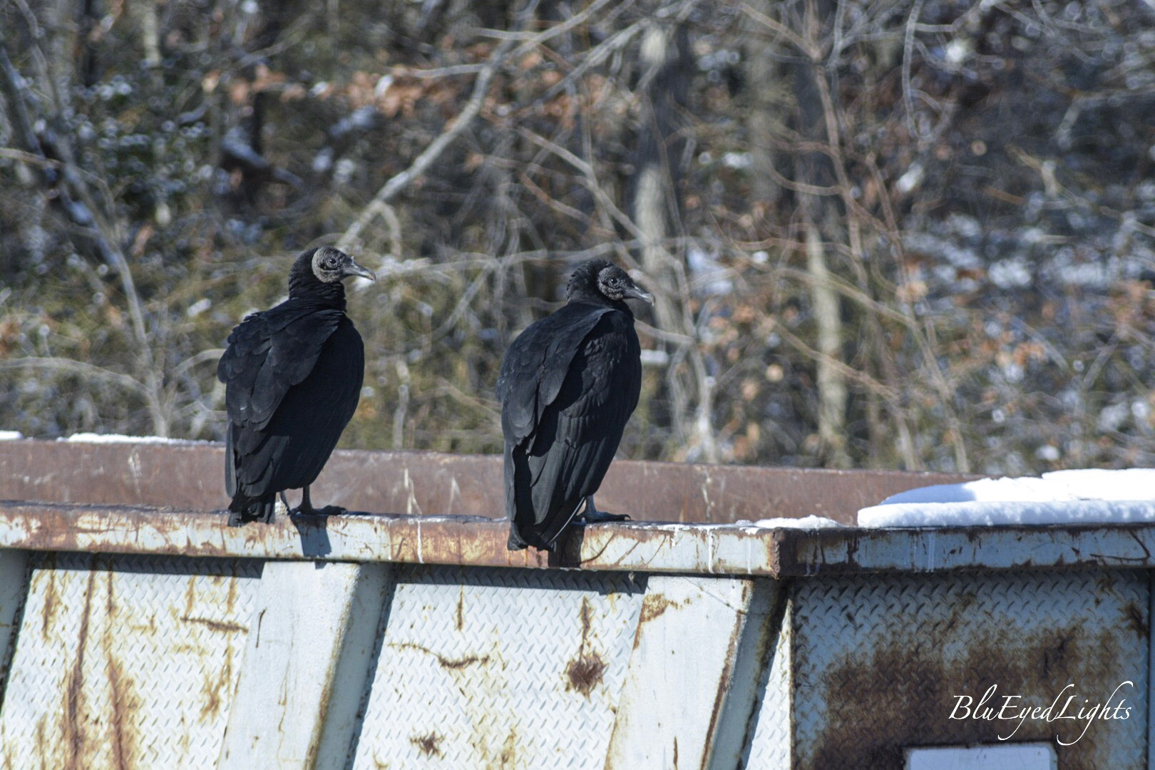 AF Zoom-Nikkor 70-300mm f/4-5.6D ED sample photo. South jersey buzzard blues photography