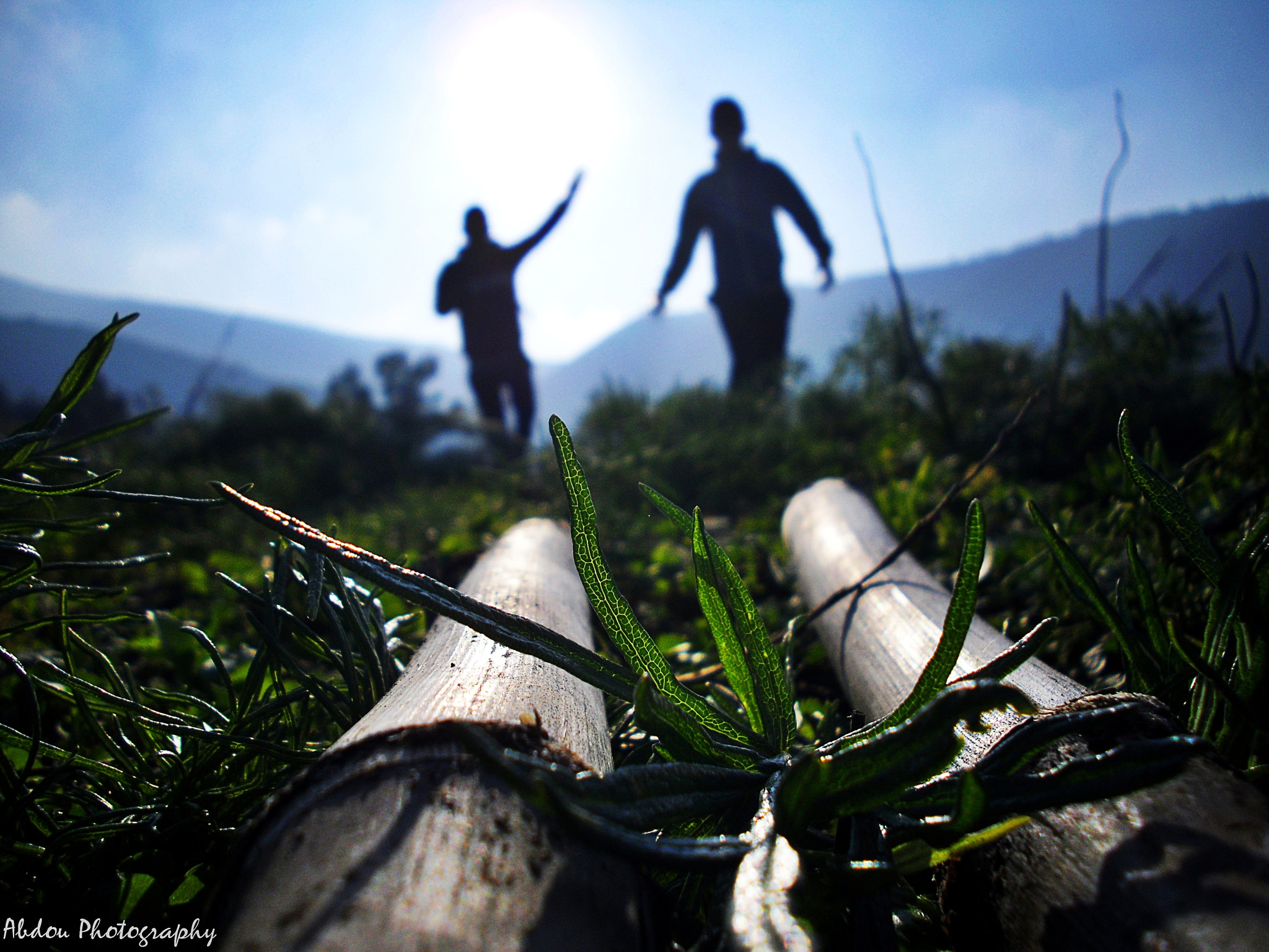 Samsung PL90/VLUU PL90 sample photo. Sugar cane photography