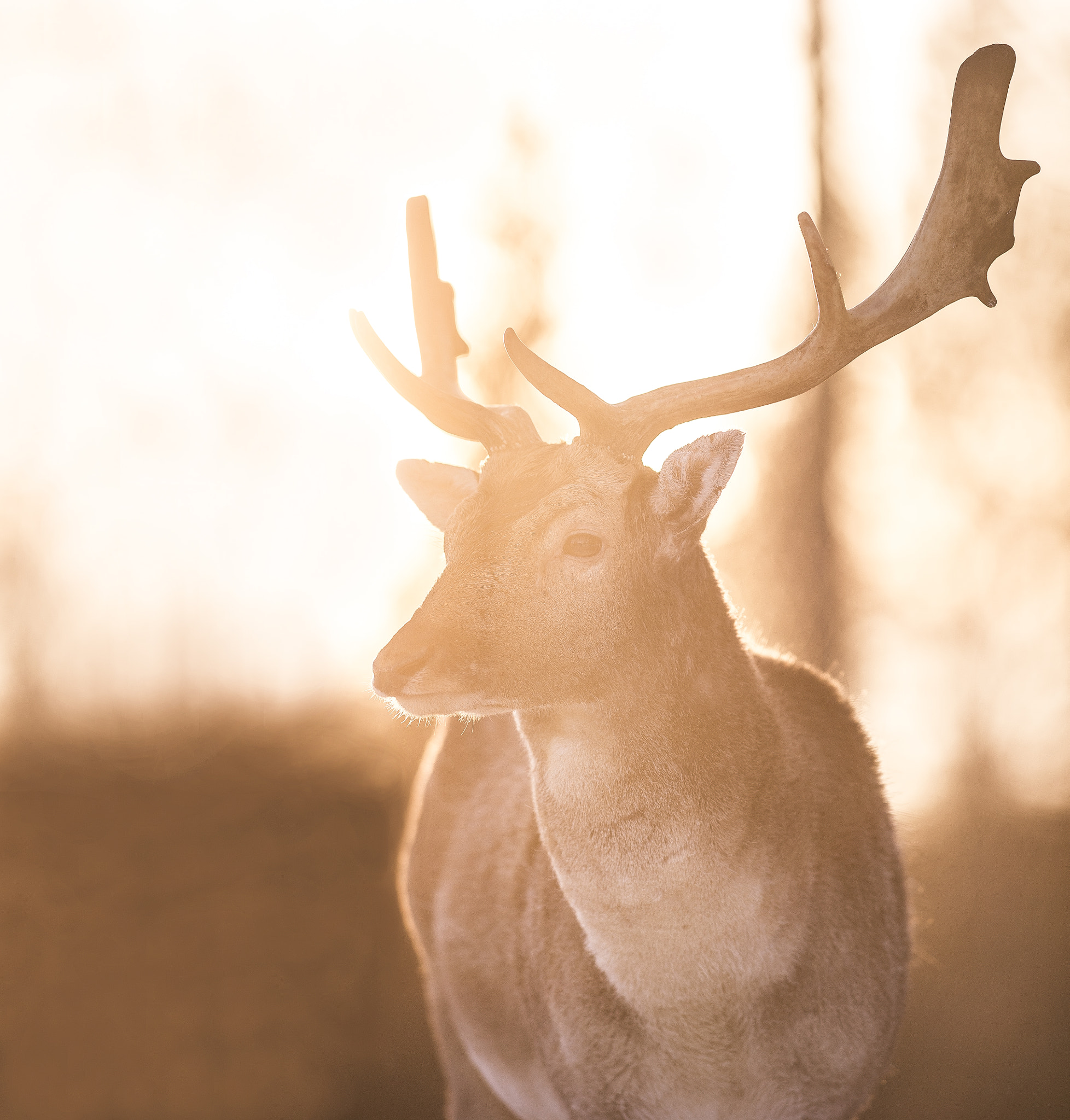 Nikon D3S + Nikon AF-S Nikkor 300mm F2.8G ED-IF VR sample photo. Deer photography