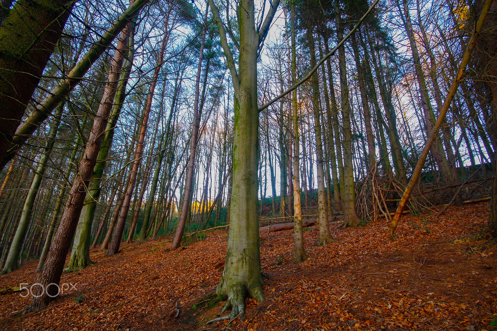 Canon EOS 700D (EOS Rebel T5i / EOS Kiss X7i) + Sigma 10-20mm F4-5.6 EX DC HSM sample photo. Damflask woods by the reservoir photography