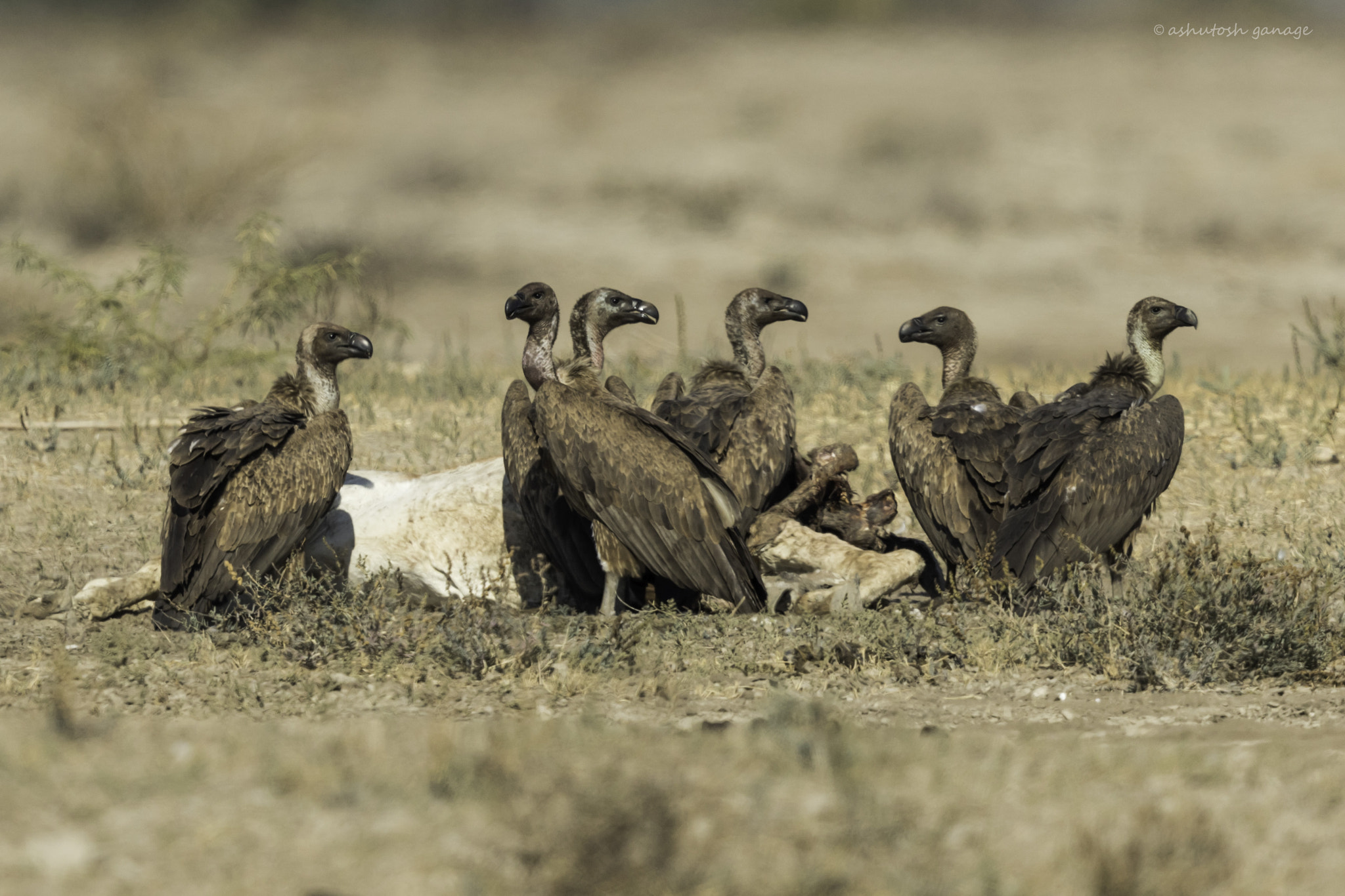 Canon EF 500mm F4L IS II USM sample photo. Feast.... griffon vultures photography