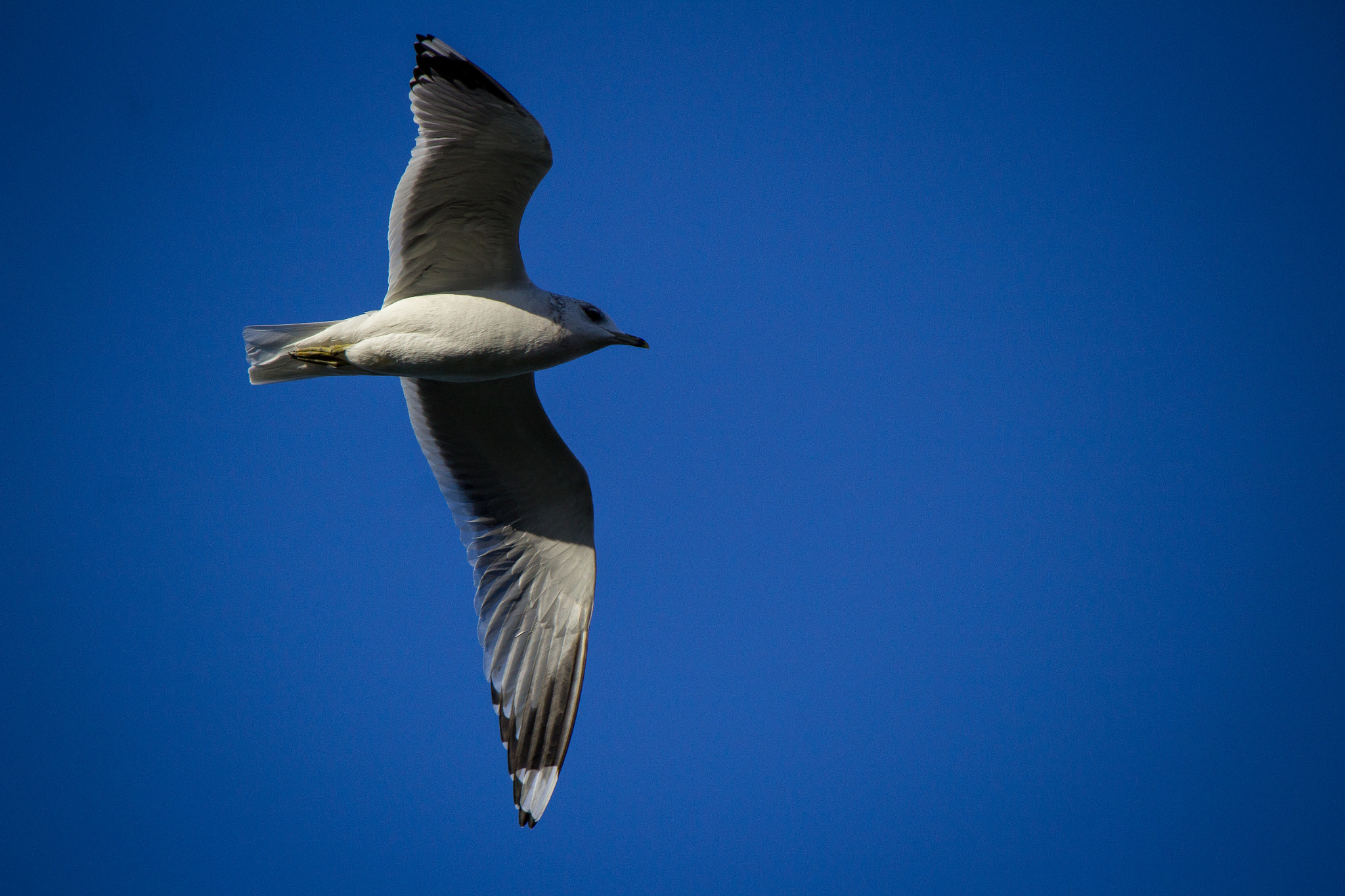 Canon EF-S 55-250mm F4-5.6 IS sample photo. The flight photography