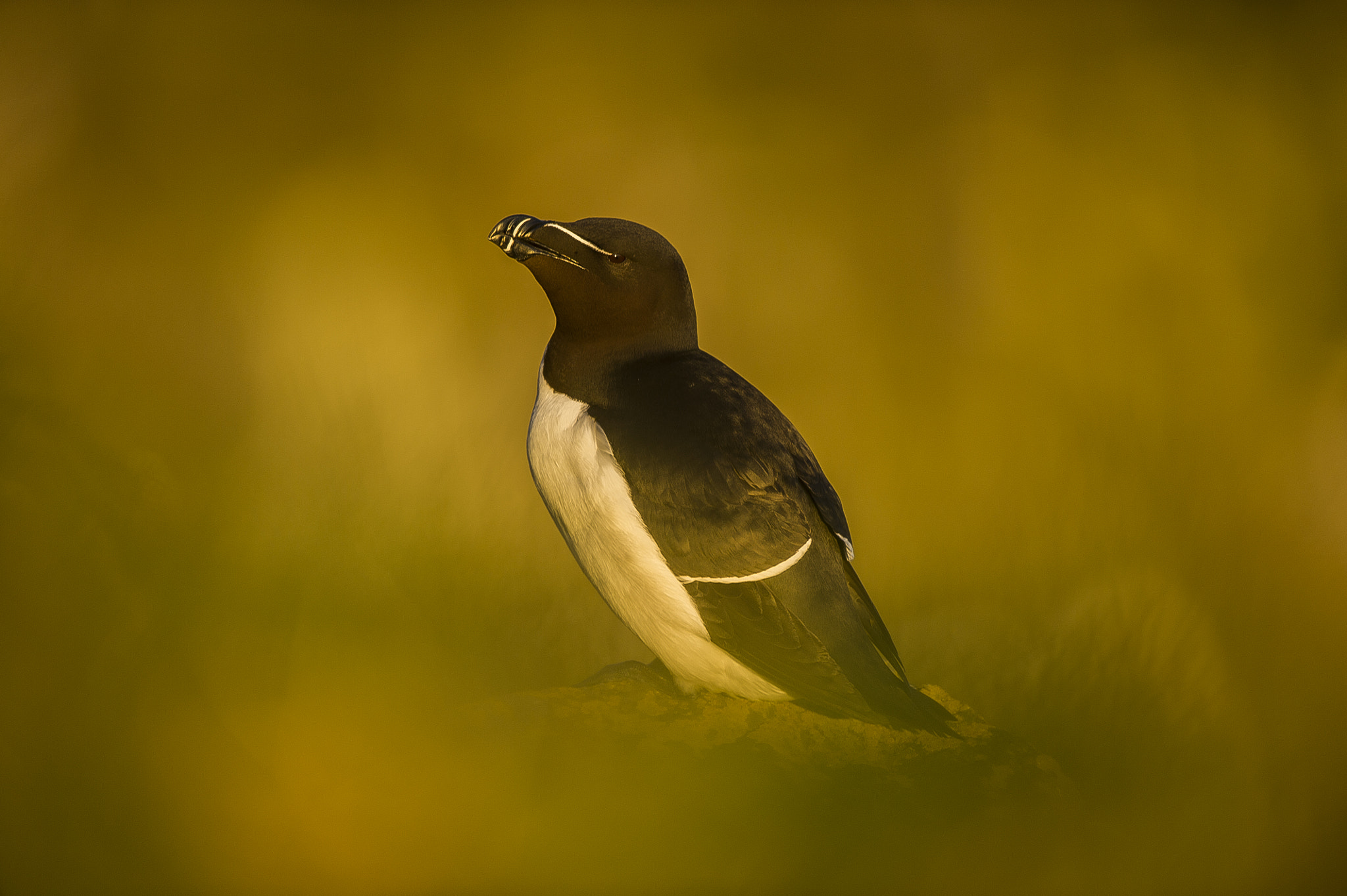 Nikon D3S + Nikon AF-S Nikkor 500mm F4G ED VR sample photo. Pingouin torda photography