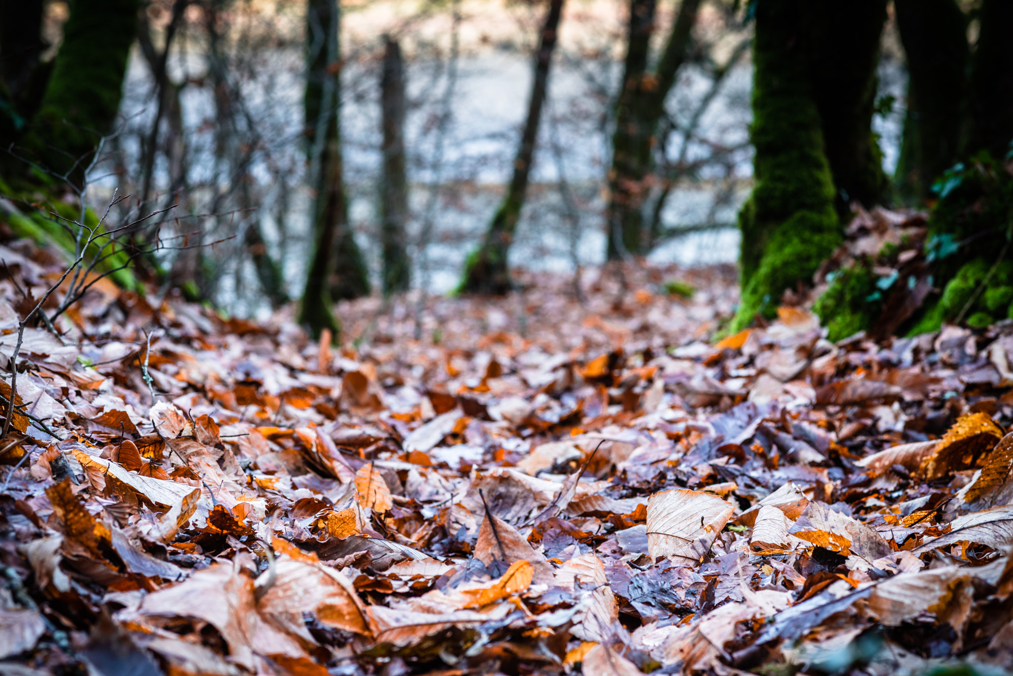 Nikon D750 + Sigma 85mm F1.4 EX DG HSM sample photo. Tapis photography