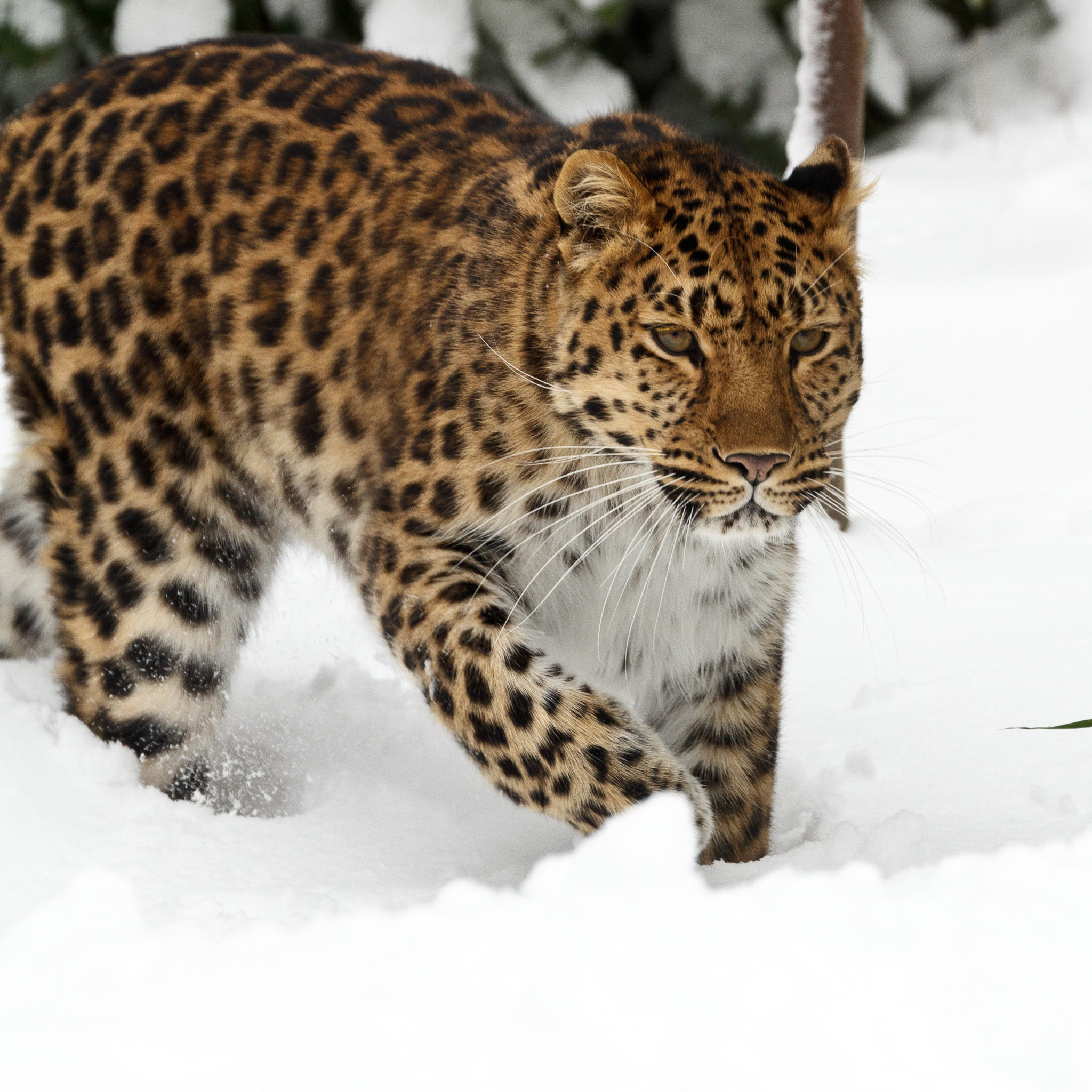 Canon EF 70-300mm F4-5.6L IS USM sample photo. Amur leopard in the snow photography
