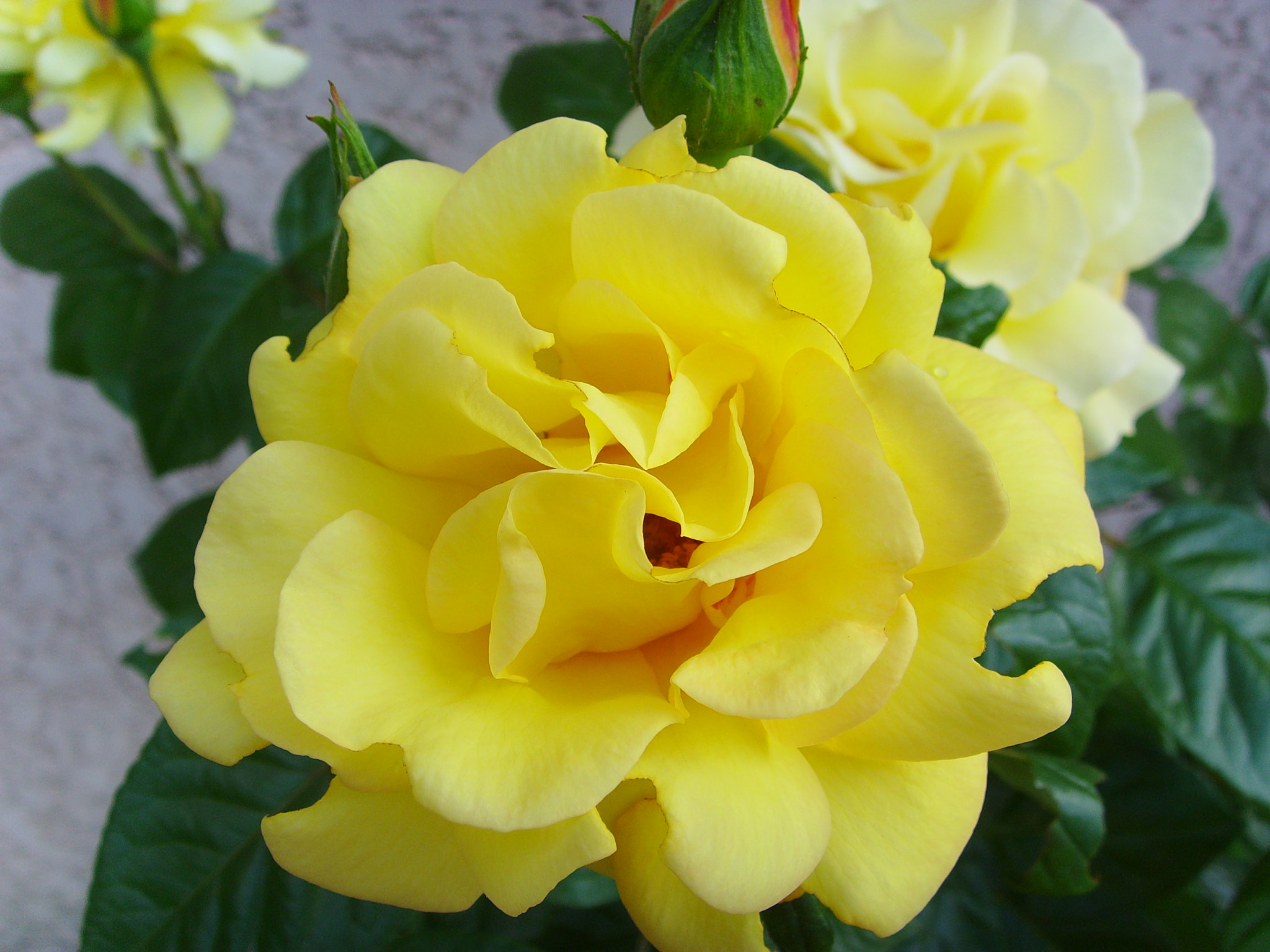 Samsung Digimax i6 PMP, Samsung #11 PMP sample photo. <digimax i6 pmp, samsung #11 pmp> photography