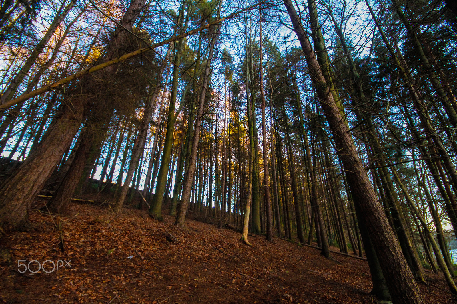 Canon EOS 700D (EOS Rebel T5i / EOS Kiss X7i) + Sigma 10-20mm F4-5.6 EX DC HSM sample photo. Walking amongst the trees photography