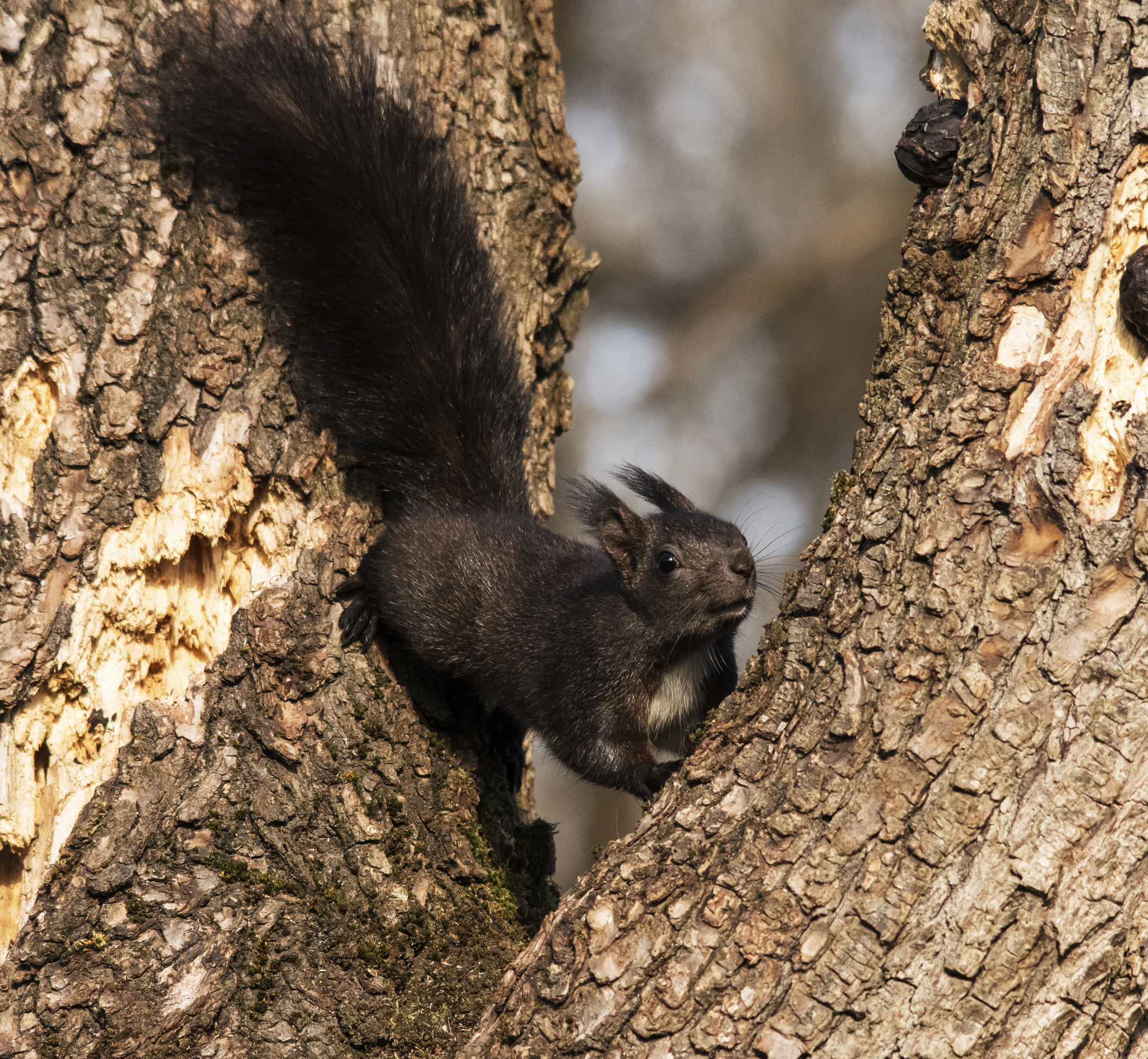 Sigma 70-200mm F2.8 EX DG Macro HSM II sample photo. Squirrel photography