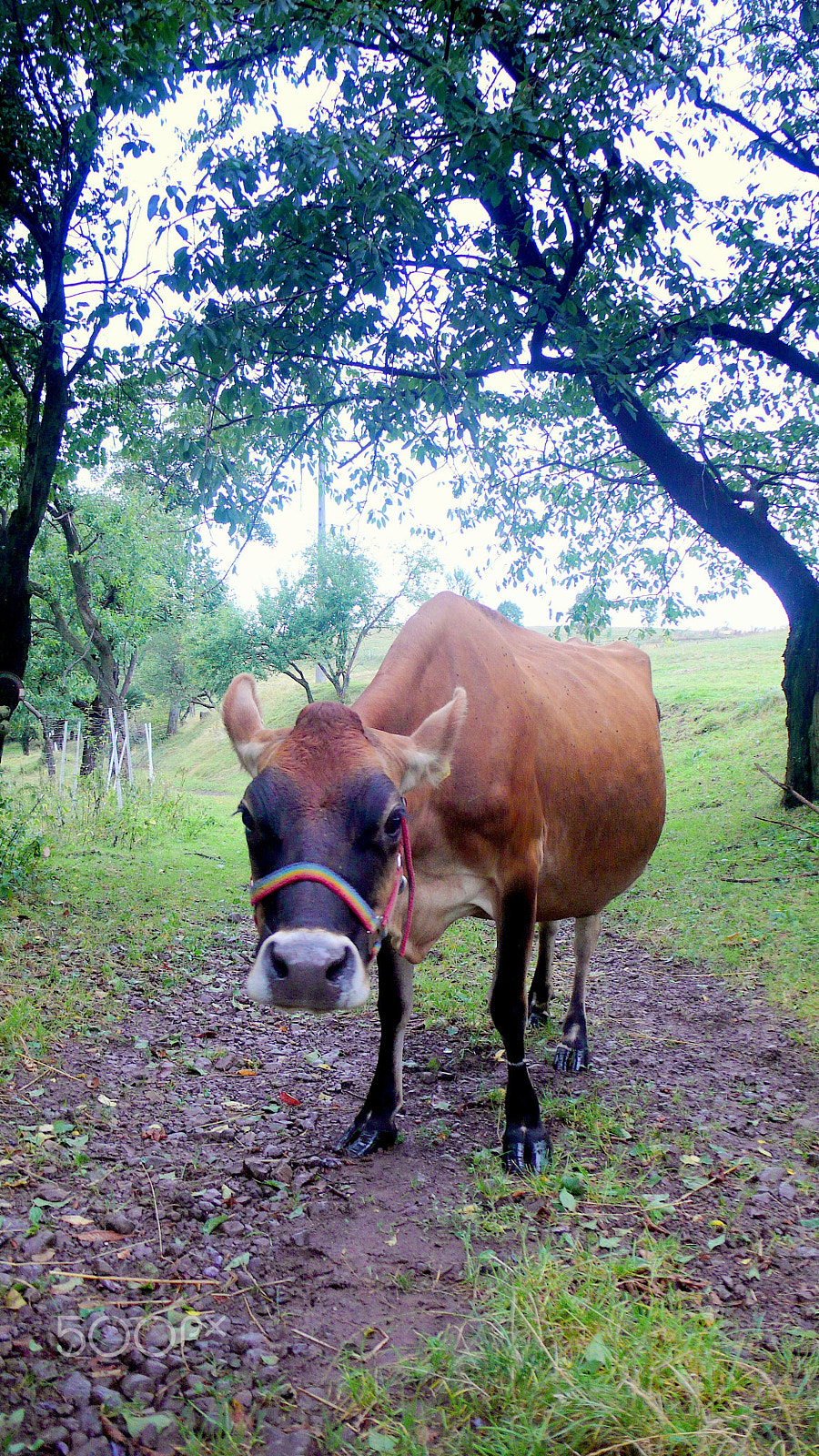 Panasonic DMC-LX2 sample photo. Moo, man photography