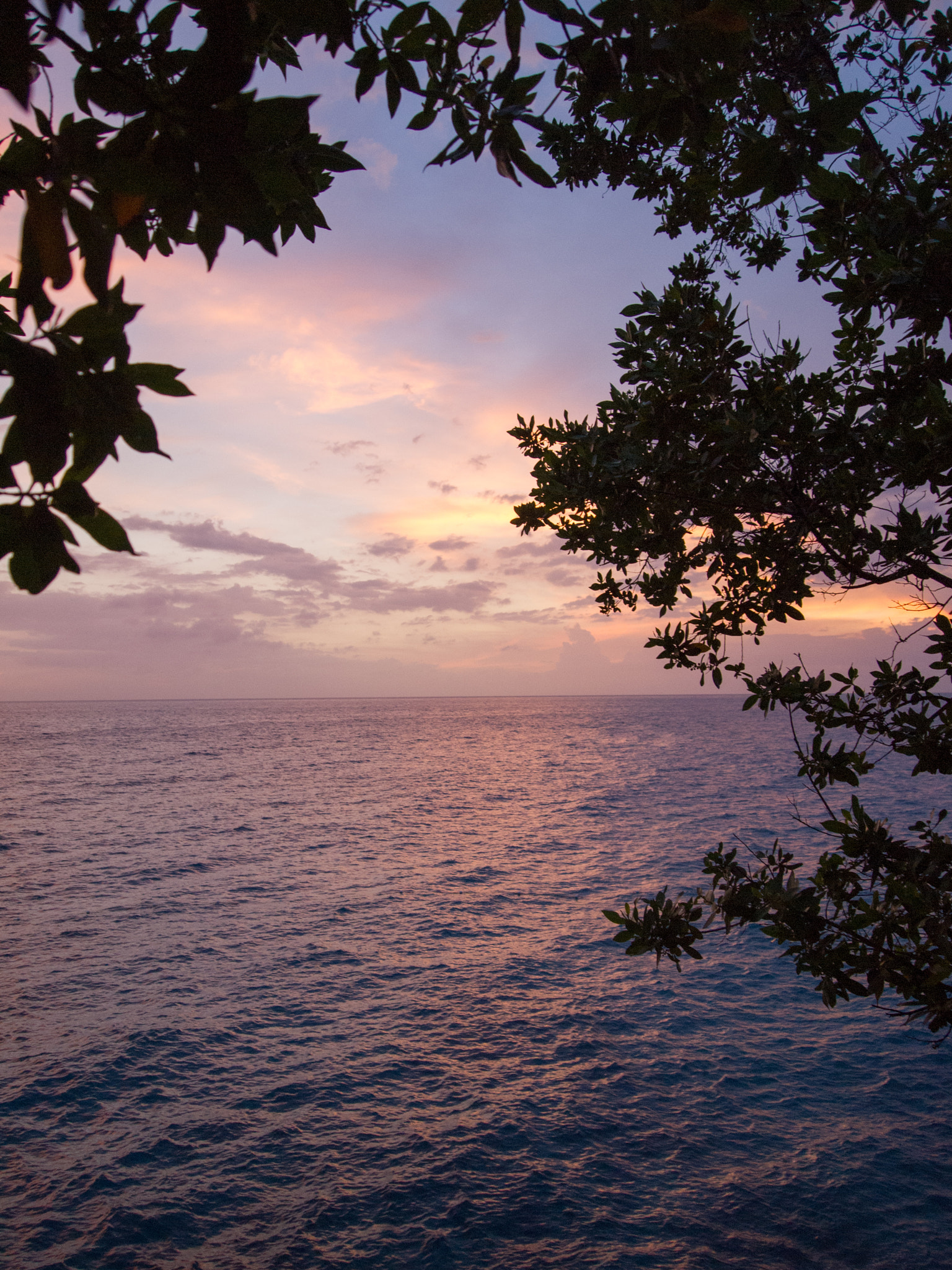 Olympus PEN E-PL1 sample photo. Sunset through the trees at butterfly photography