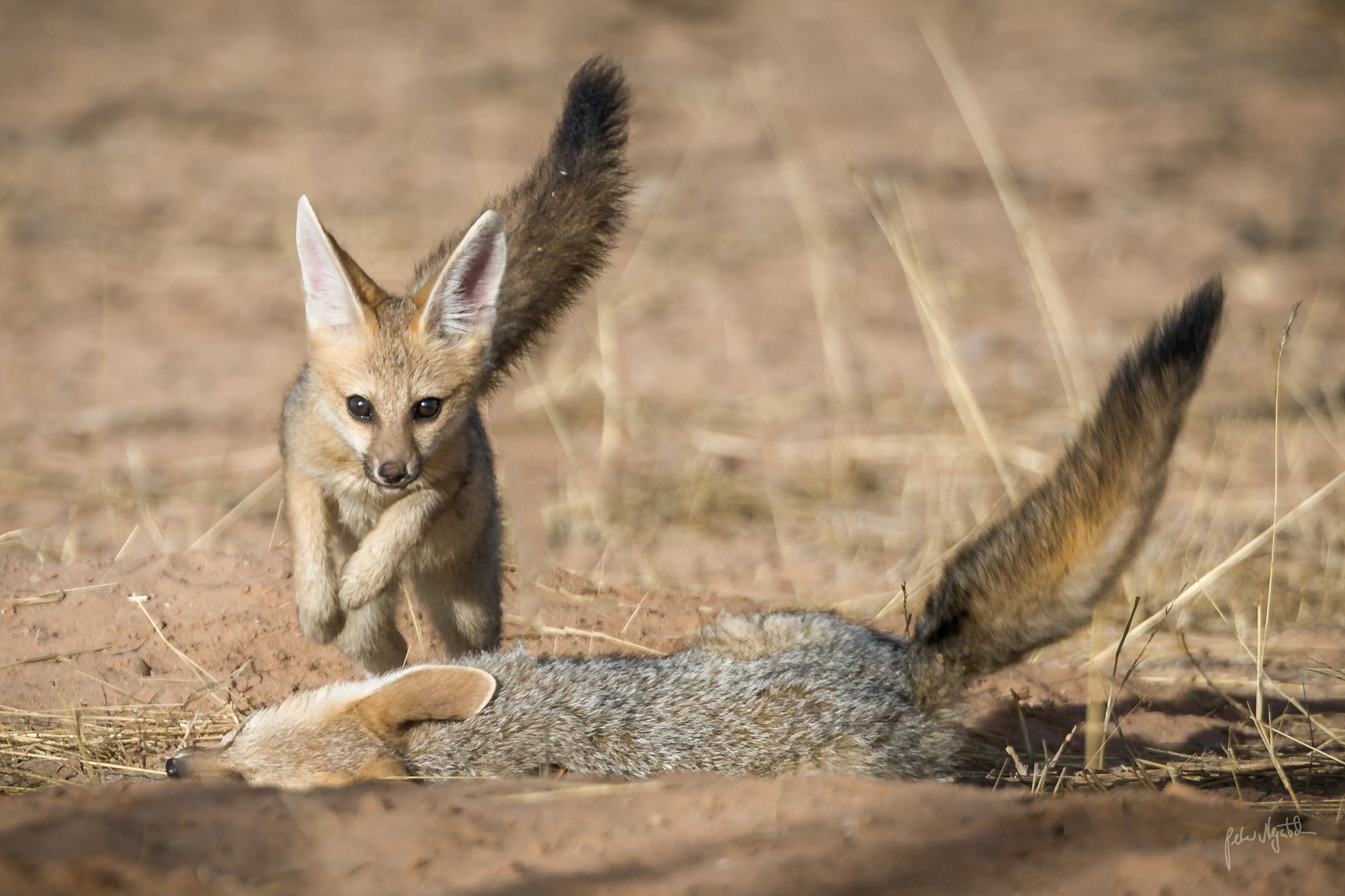 Canon EOS 5D Mark IV + Canon EF 300mm F2.8L IS II USM sample photo. Capefox kids playing photography