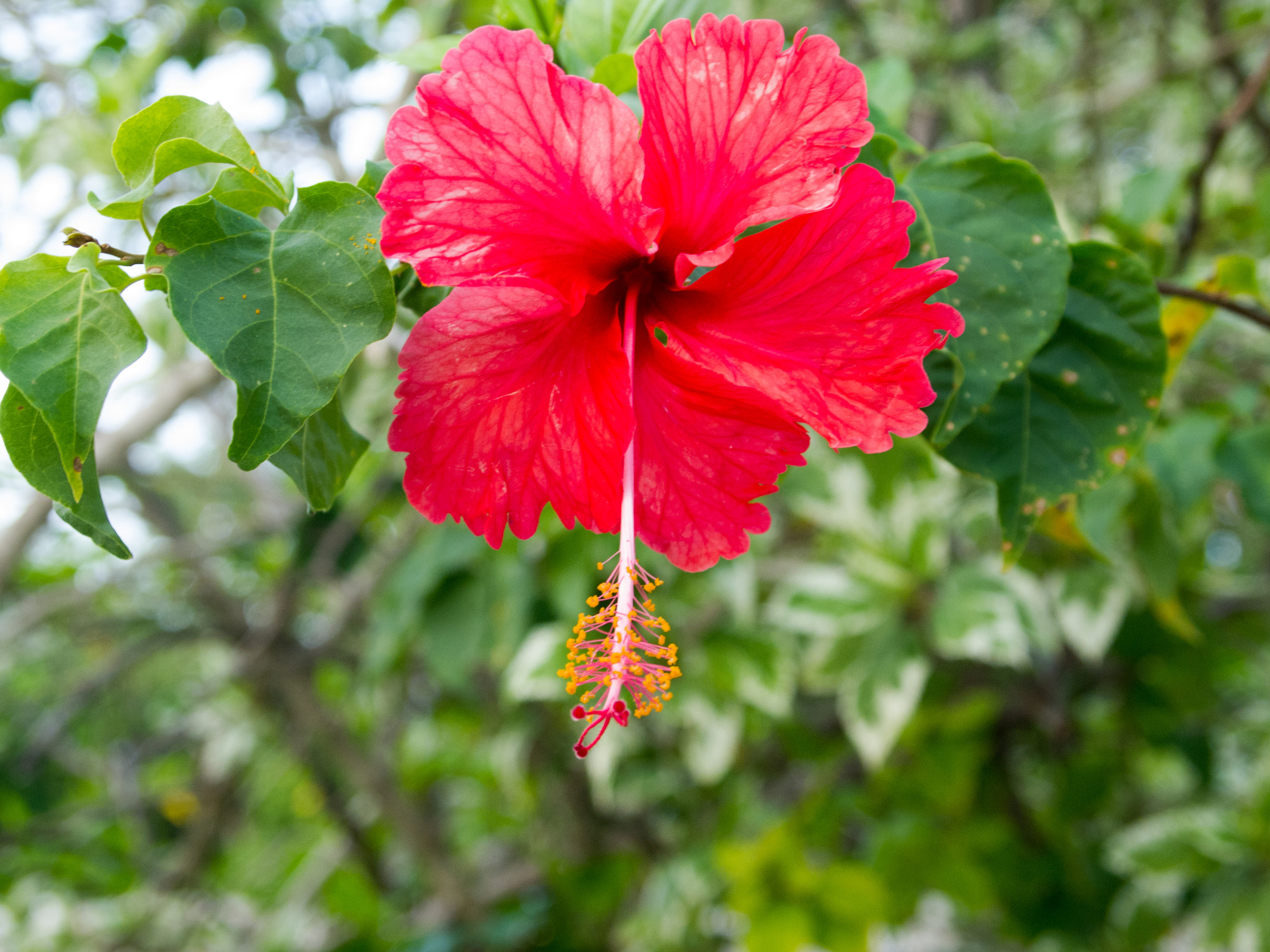 Olympus PEN E-PL1 sample photo. Red hibiscus photography