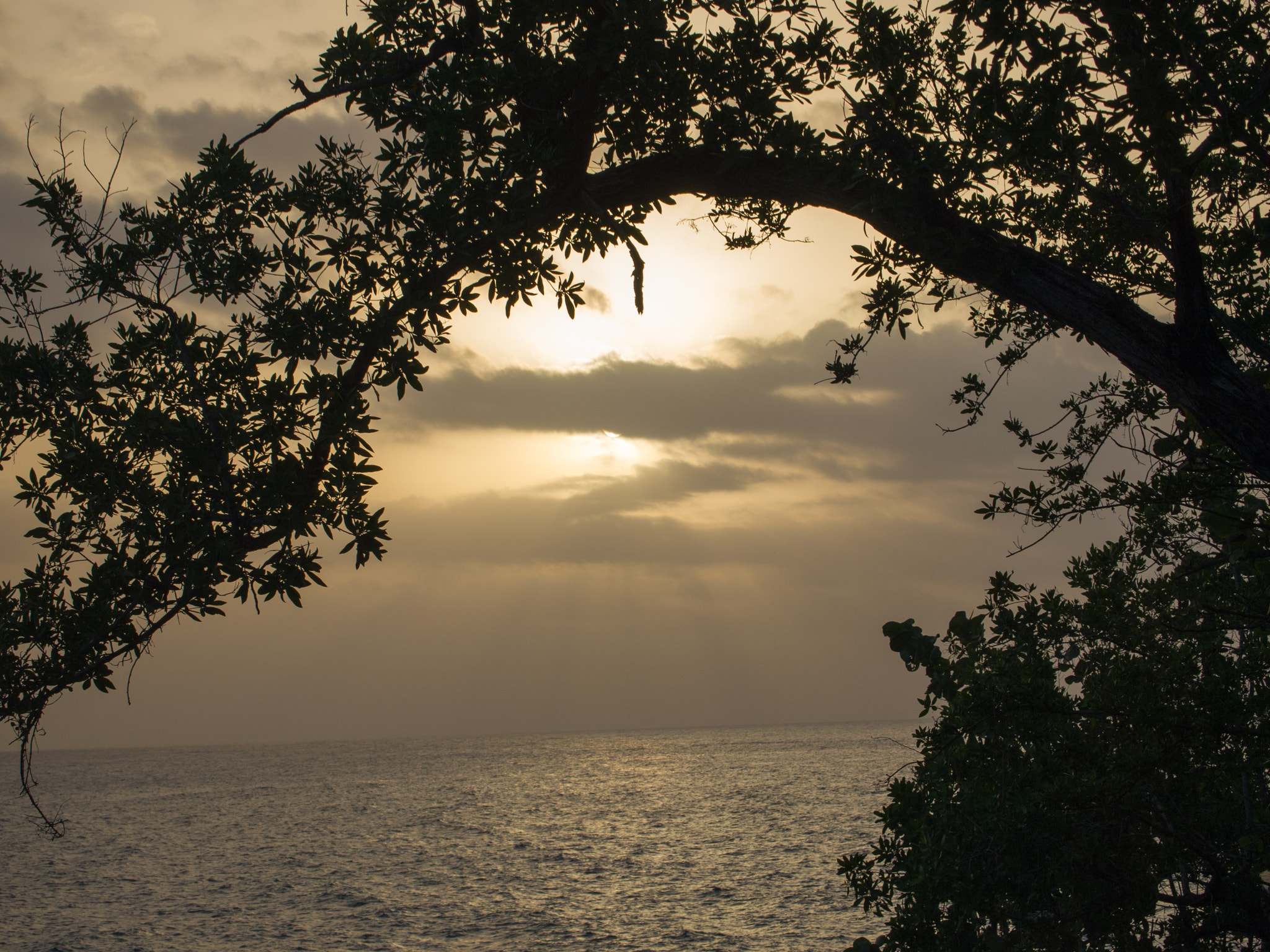 Olympus PEN E-PL1 sample photo. Sunset through the trees at butterfly photography
