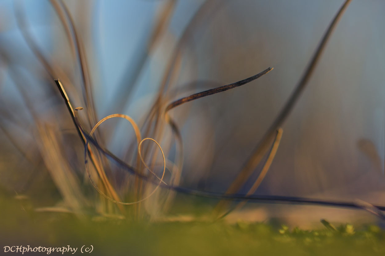 Canon EOS 650D (EOS Rebel T4i / EOS Kiss X6i) sample photo. A blade of grass photography