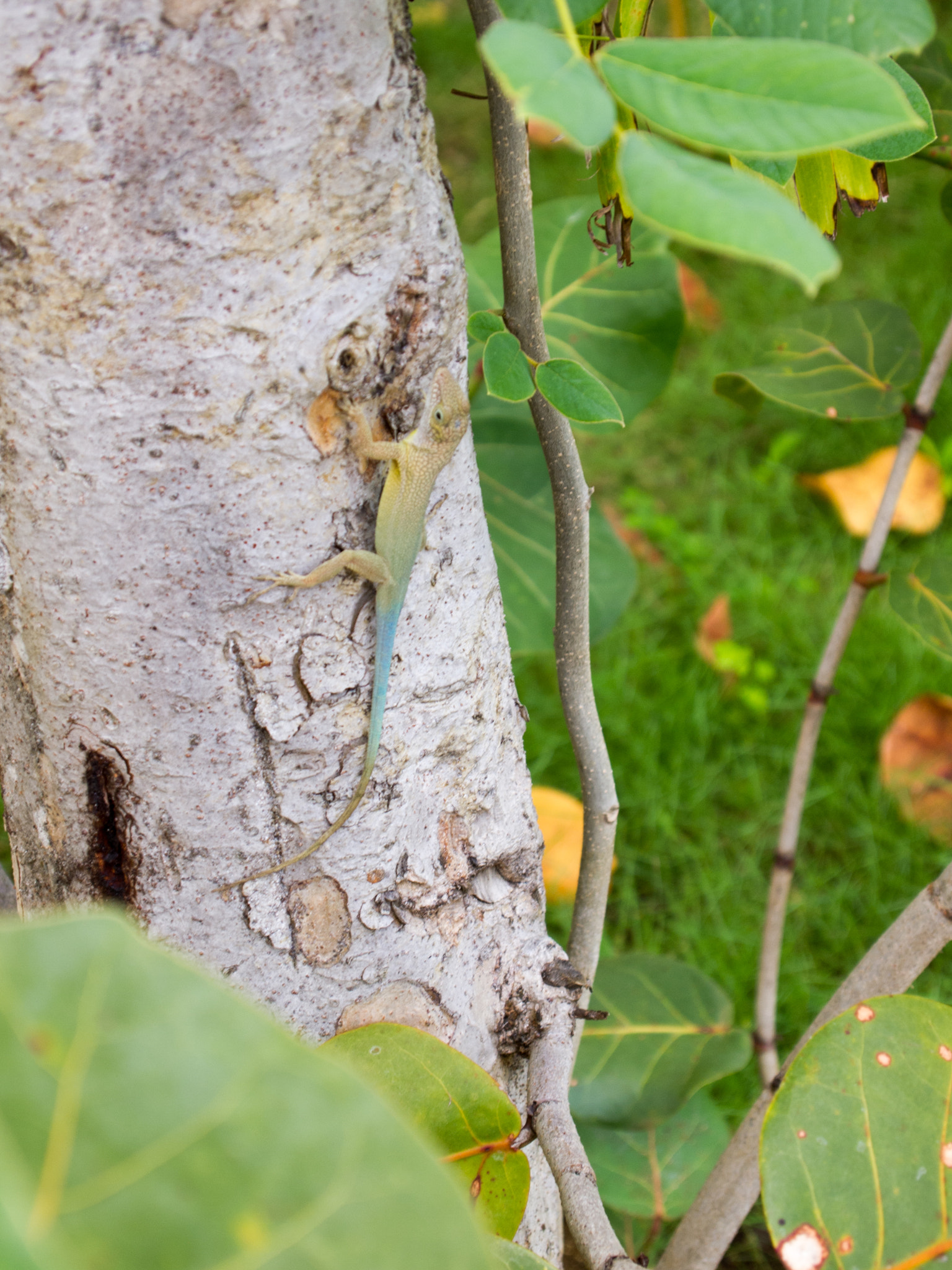 Olympus PEN E-PL1 sample photo. Ombre lizard photography