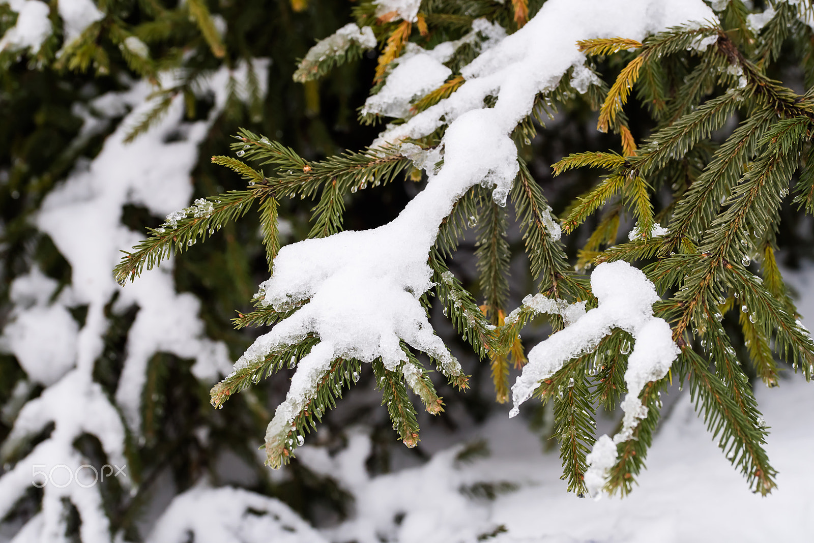 Nikon D810 + Sigma 105mm F2.8 EX DG OS HSM sample photo. The branches of spruce under snow photography