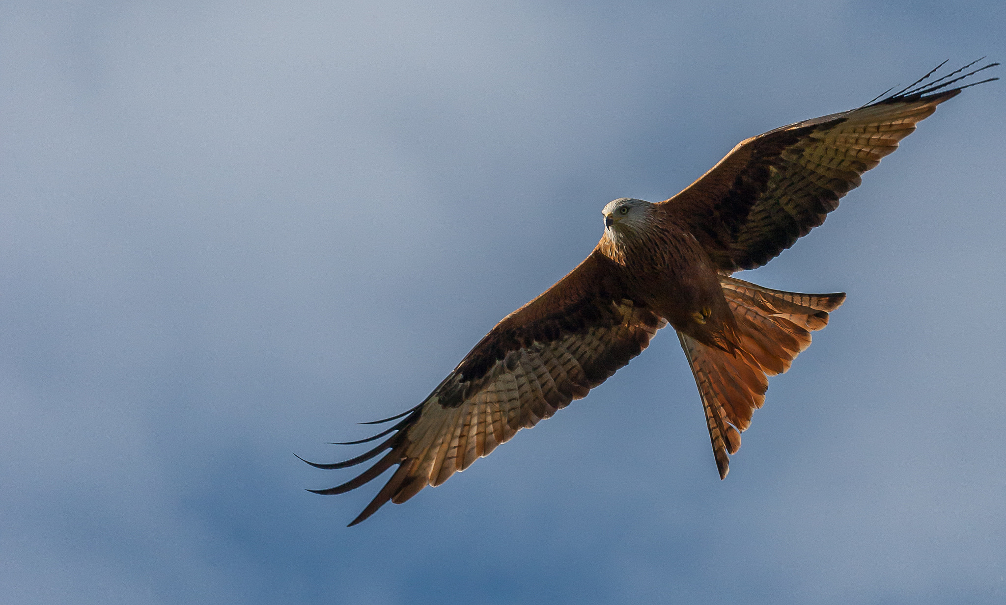 Canon EF 300mm f/4L sample photo. Let's go fly a kite! photography