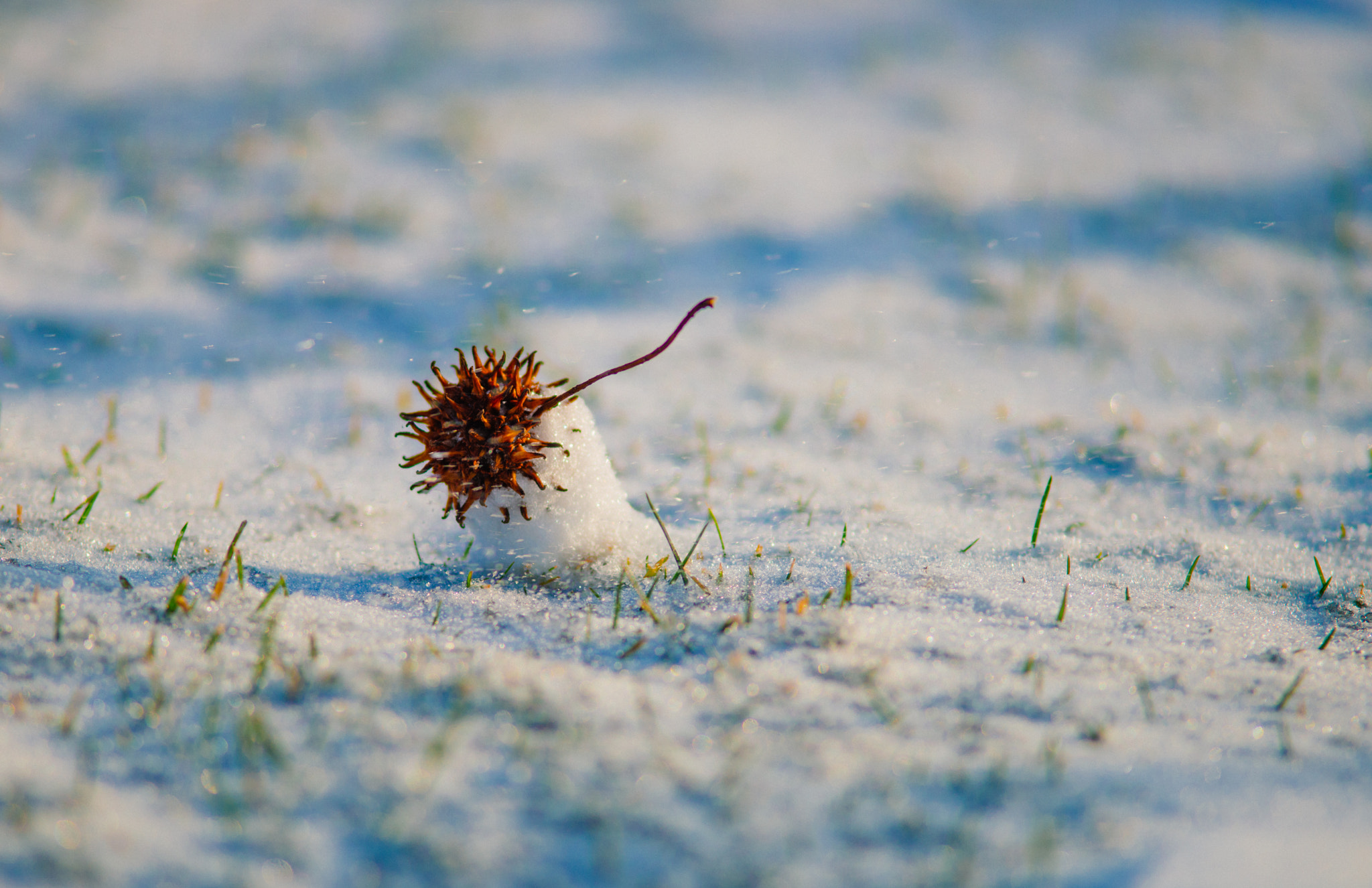 Nikon D800 + AF Nikkor 300mm f/4 IF-ED sample photo. Lonely photography