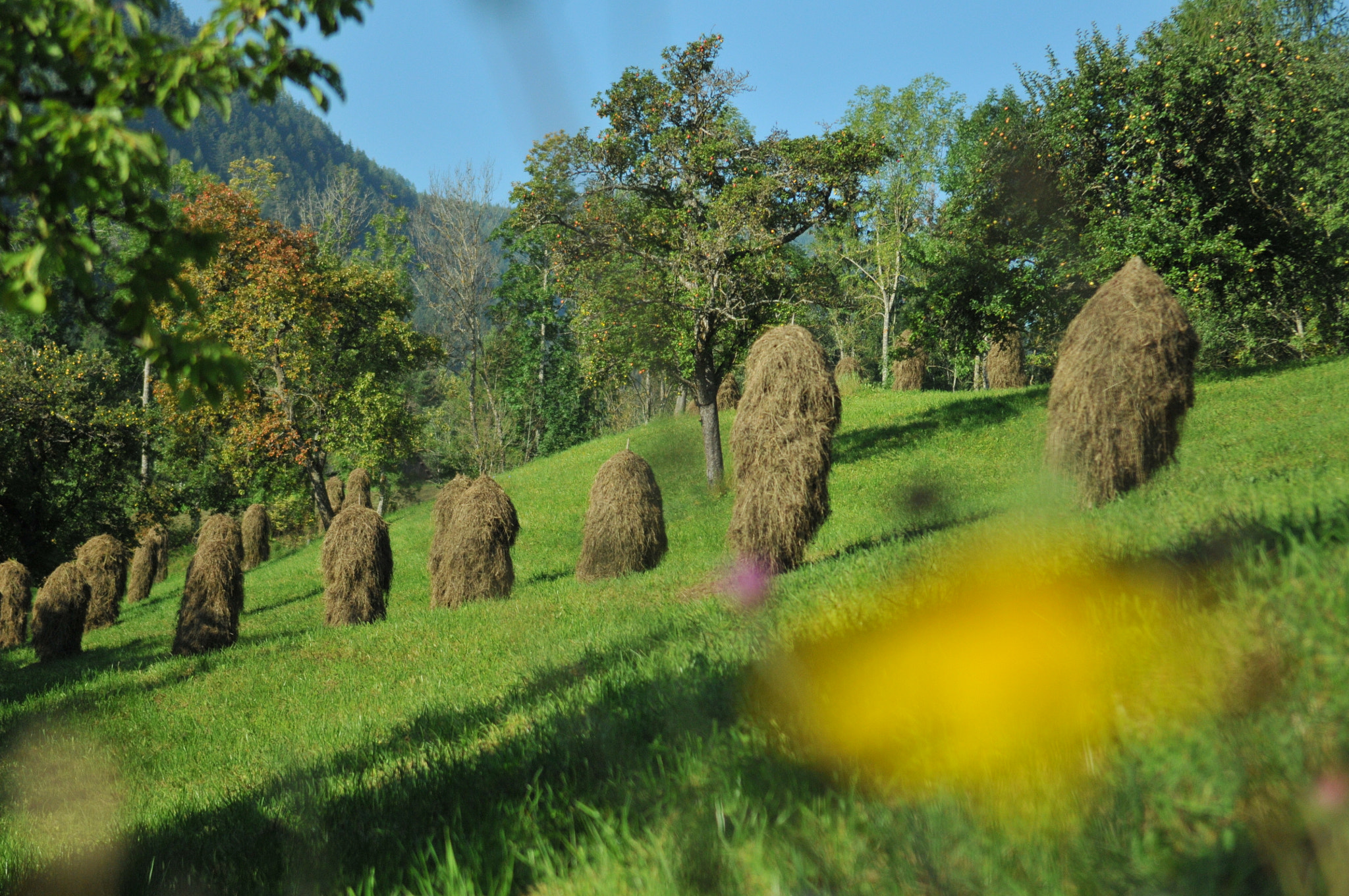 Nikon D300S sample photo. "hifl" photography