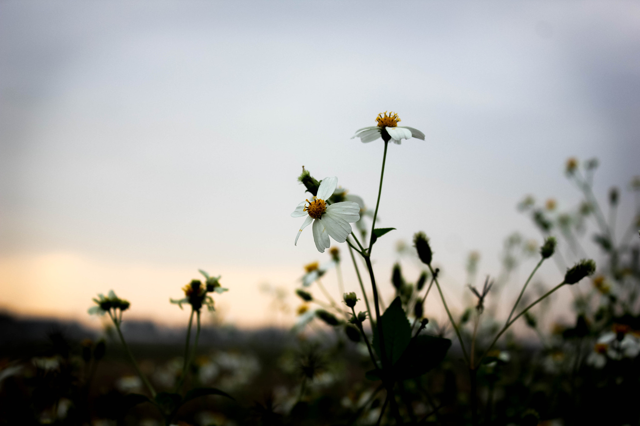 Canon EOS 550D (EOS Rebel T2i / EOS Kiss X4) sample photo. Blossom in sunrise photography