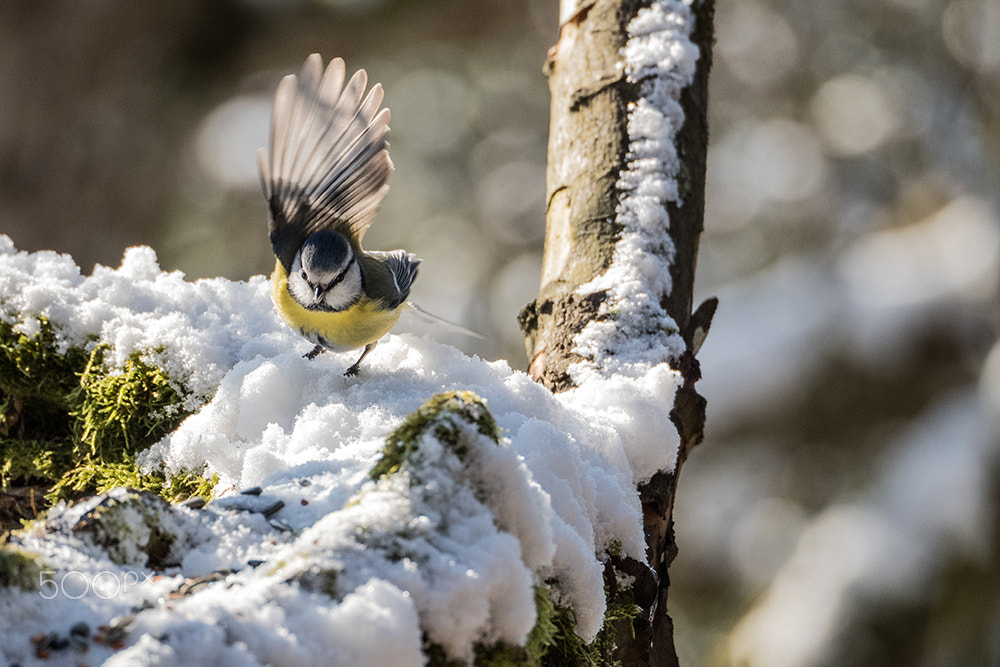 Olympus OM-D E-M5 II sample photo. Landing photography