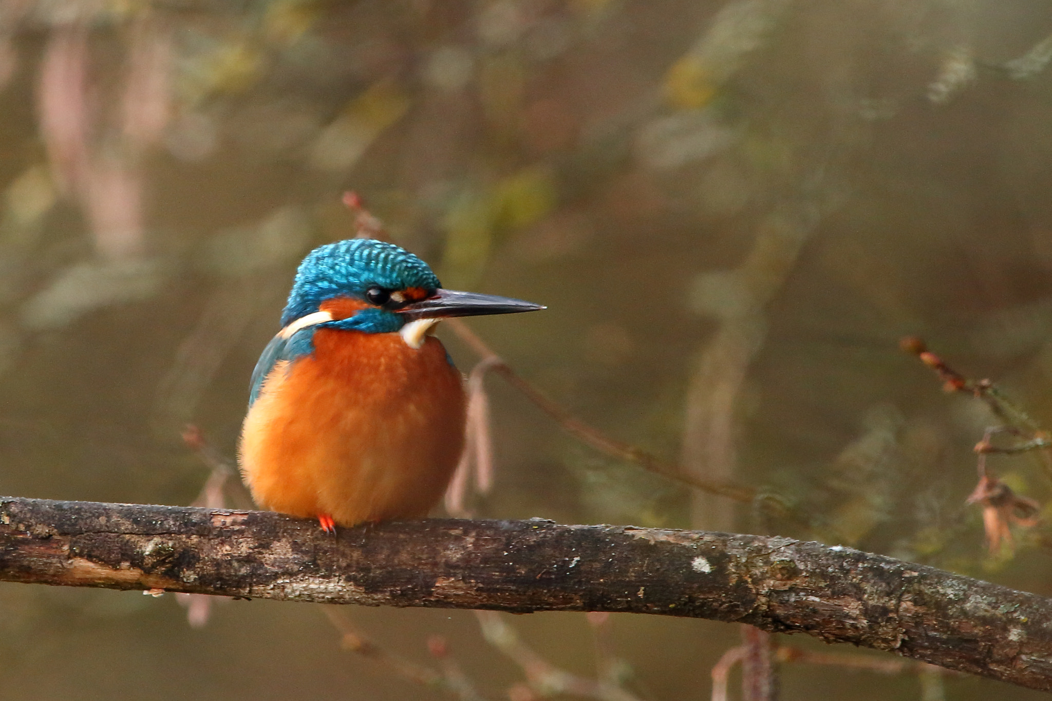Sigma 150-600mm F5-6.3 DG OS HSM | C sample photo. Martin pêcheur photography