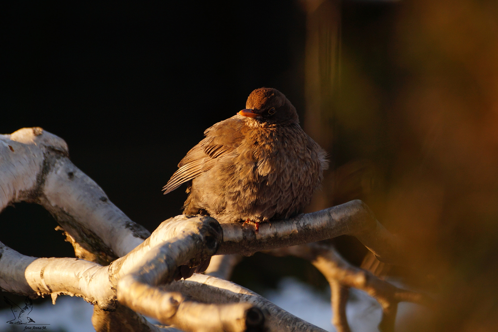 Sony DT 55-300mm F4.5-5.6 SAM sample photo. Turdus merula photography