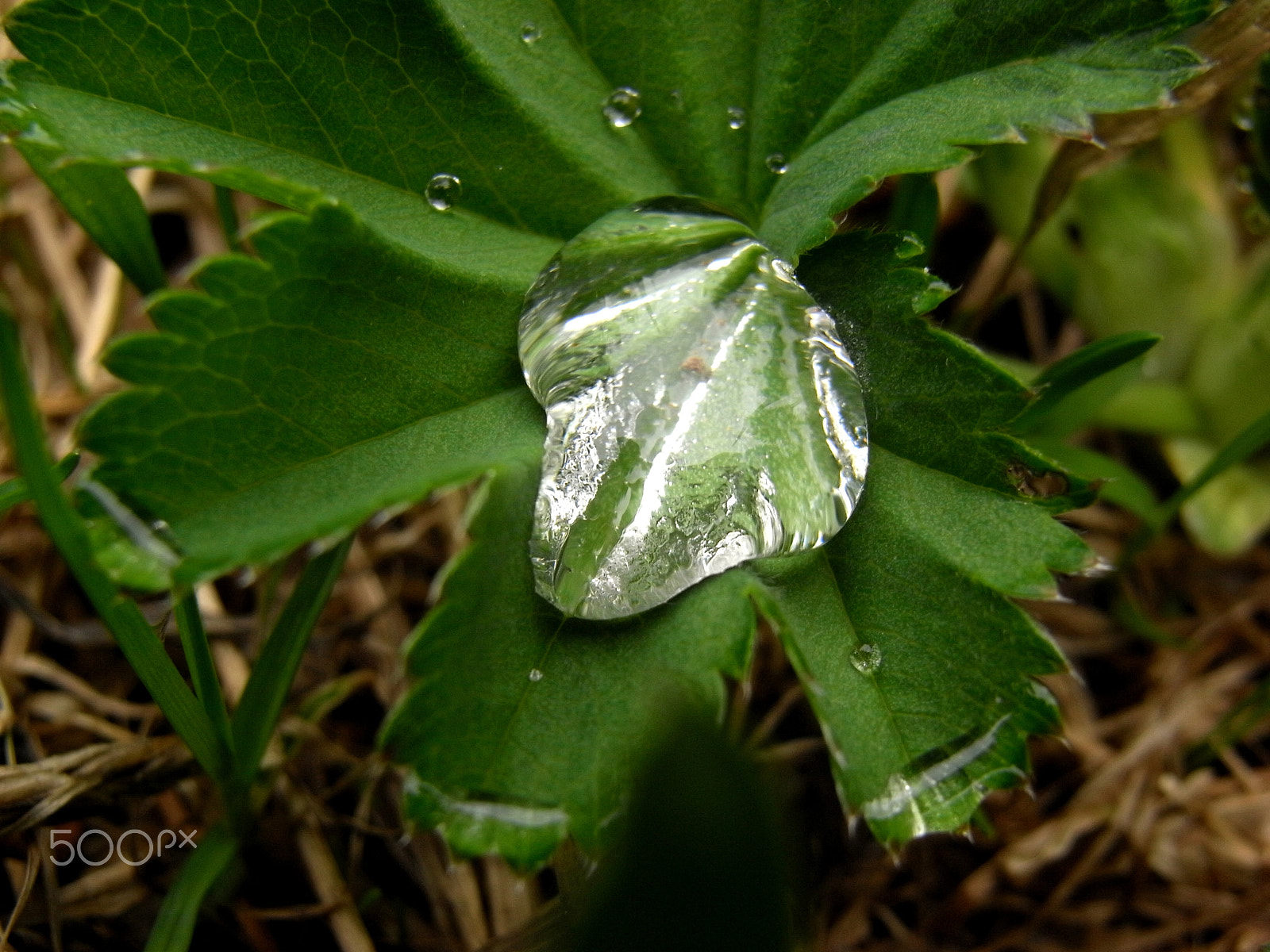 Ricoh Caplio R7 sample photo. Precious raindrops photography