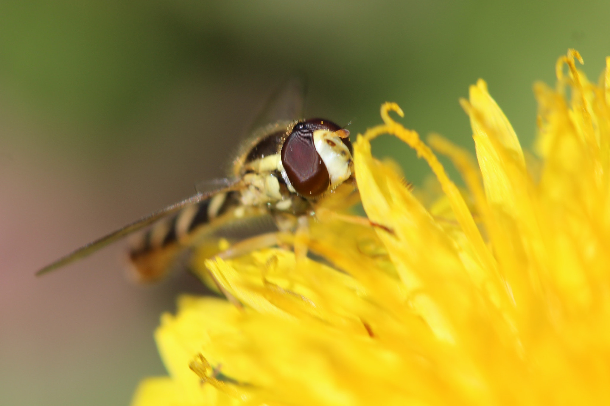 Canon EOS 600D (Rebel EOS T3i / EOS Kiss X5) + Canon EF 100mm F2.8 Macro USM sample photo. Eyes of the bee photography