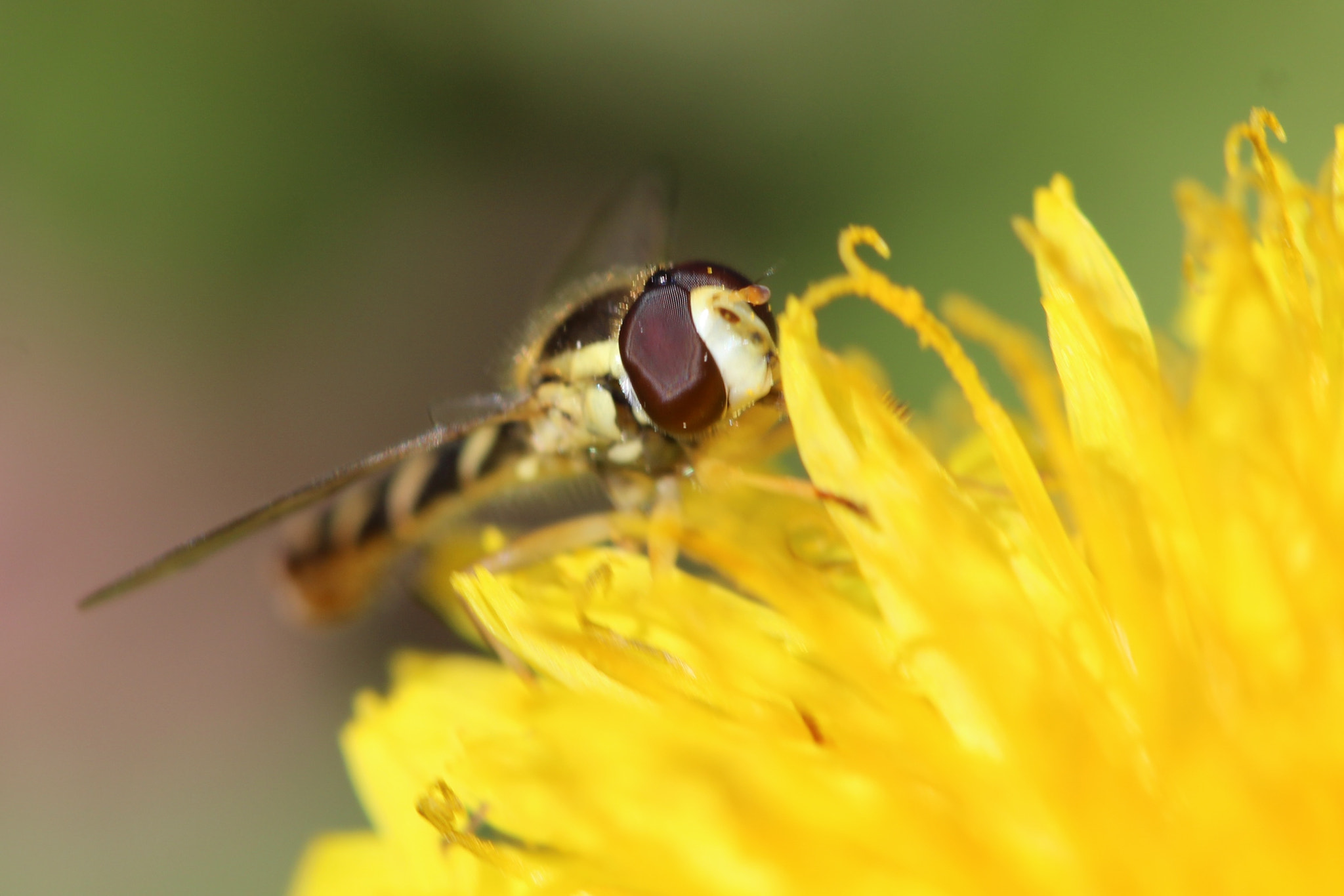 Canon EF 100mm F2.8 Macro USM sample photo. Eyes of the bee photography