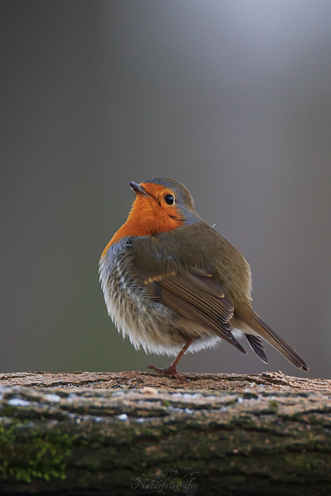 Tamron SP 150-600mm F5-6.3 Di VC USD sample photo. Rotkehlchen photography