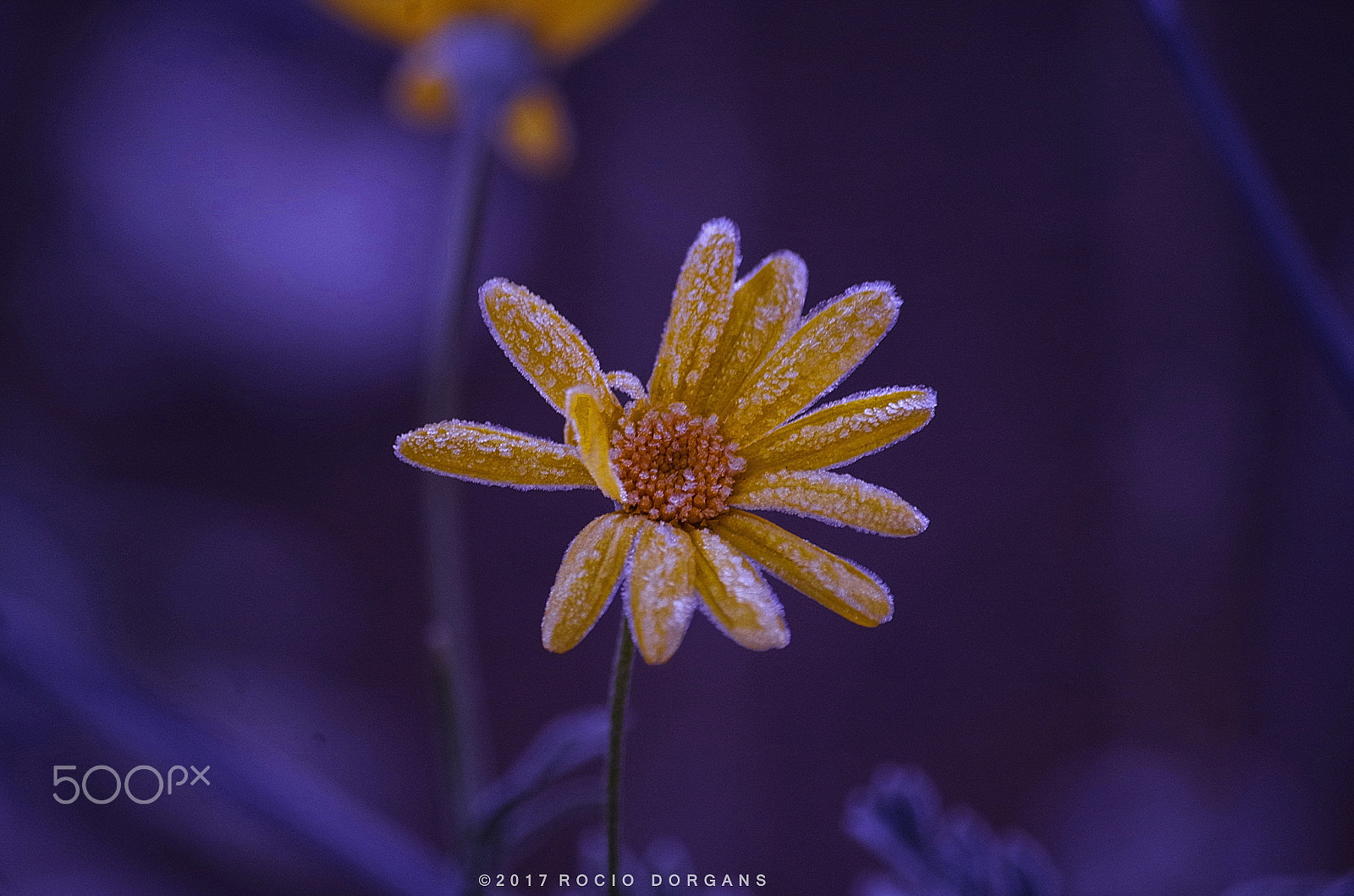 smc PENTAX-DA L 50-200mm F4-5.6 ED sample photo. Igp photography