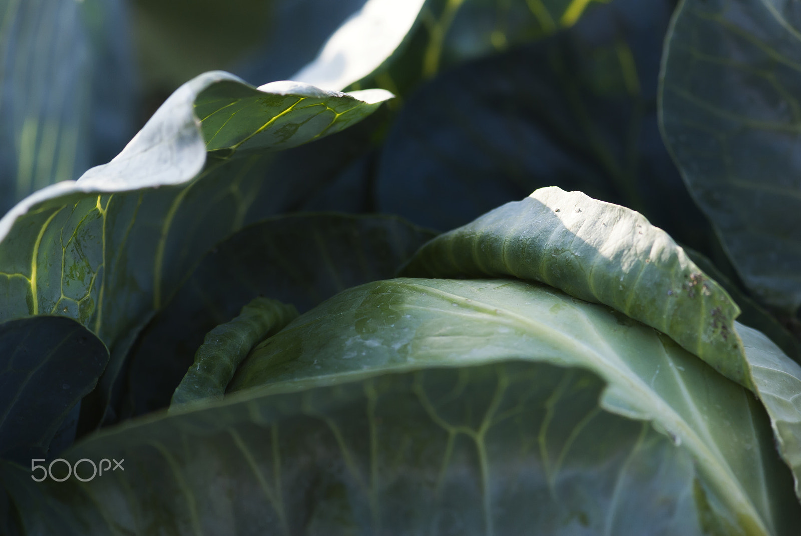 Nikon AF-S Micro-Nikkor 105mm F2.8G IF-ED VR sample photo. Cabbage photography