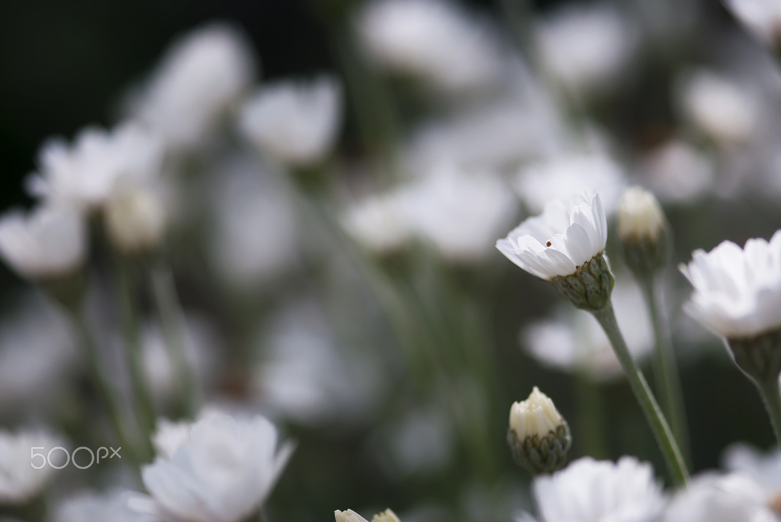 Nikon AF-S Micro-Nikkor 105mm F2.8G IF-ED VR sample photo. Daisy bud photography