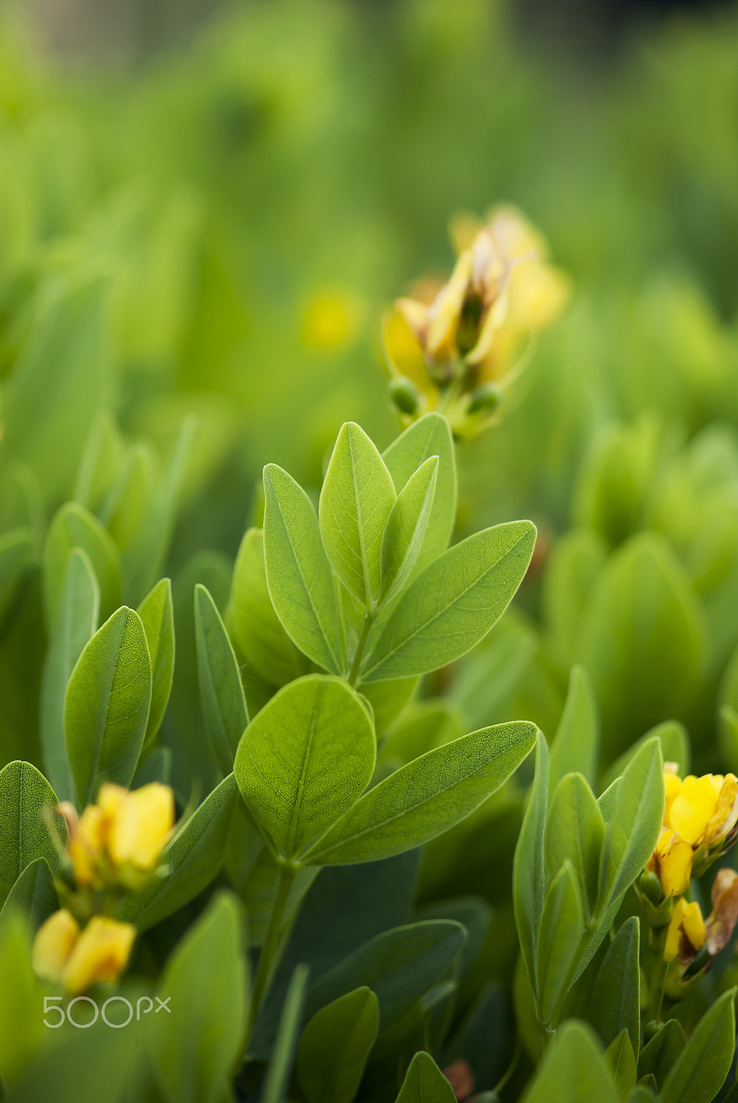 Nikon AF-S Micro-Nikkor 105mm F2.8G IF-ED VR sample photo. False indigo leaves photography