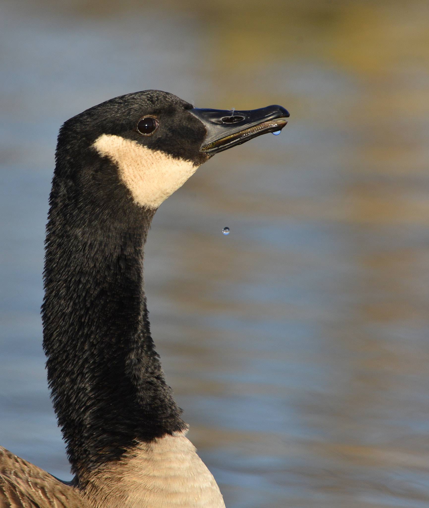 Nikon D600 + Nikon AF-S Nikkor 500mm F4G ED VR sample photo. Gans photography