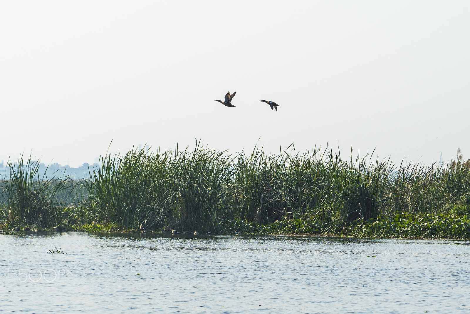 Sony a6500 + Sony FE 90mm F2.8 Macro G OSS sample photo. Ducks: bird sanctuary photography