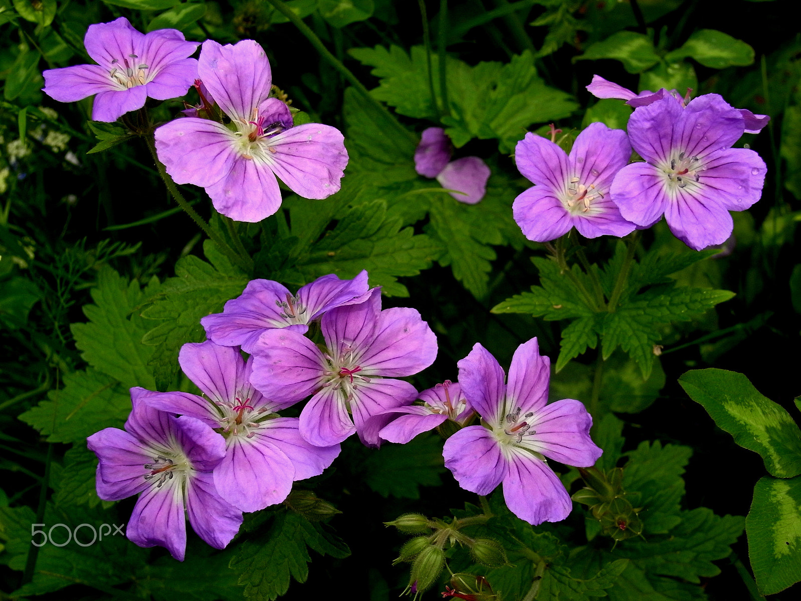 Ricoh Caplio R7 sample photo. Purple veins photography