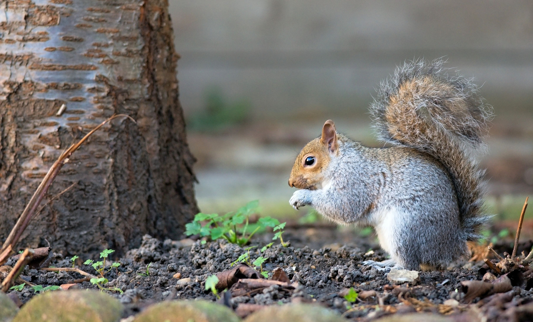 Nikon D610 + Nikon AF-S Nikkor 300mm F4D ED-IF sample photo. Dsc_0393_01.jpg photography