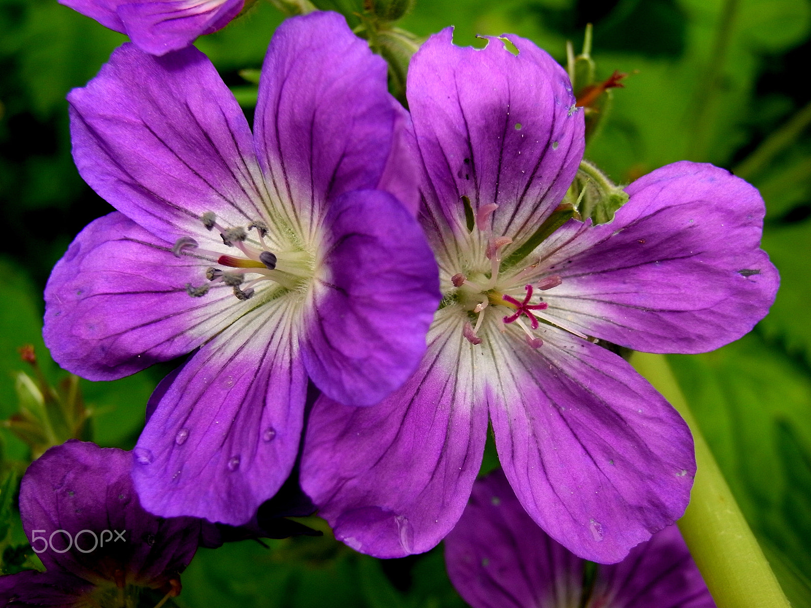 Ricoh Caplio R7 sample photo. Full bloom photography