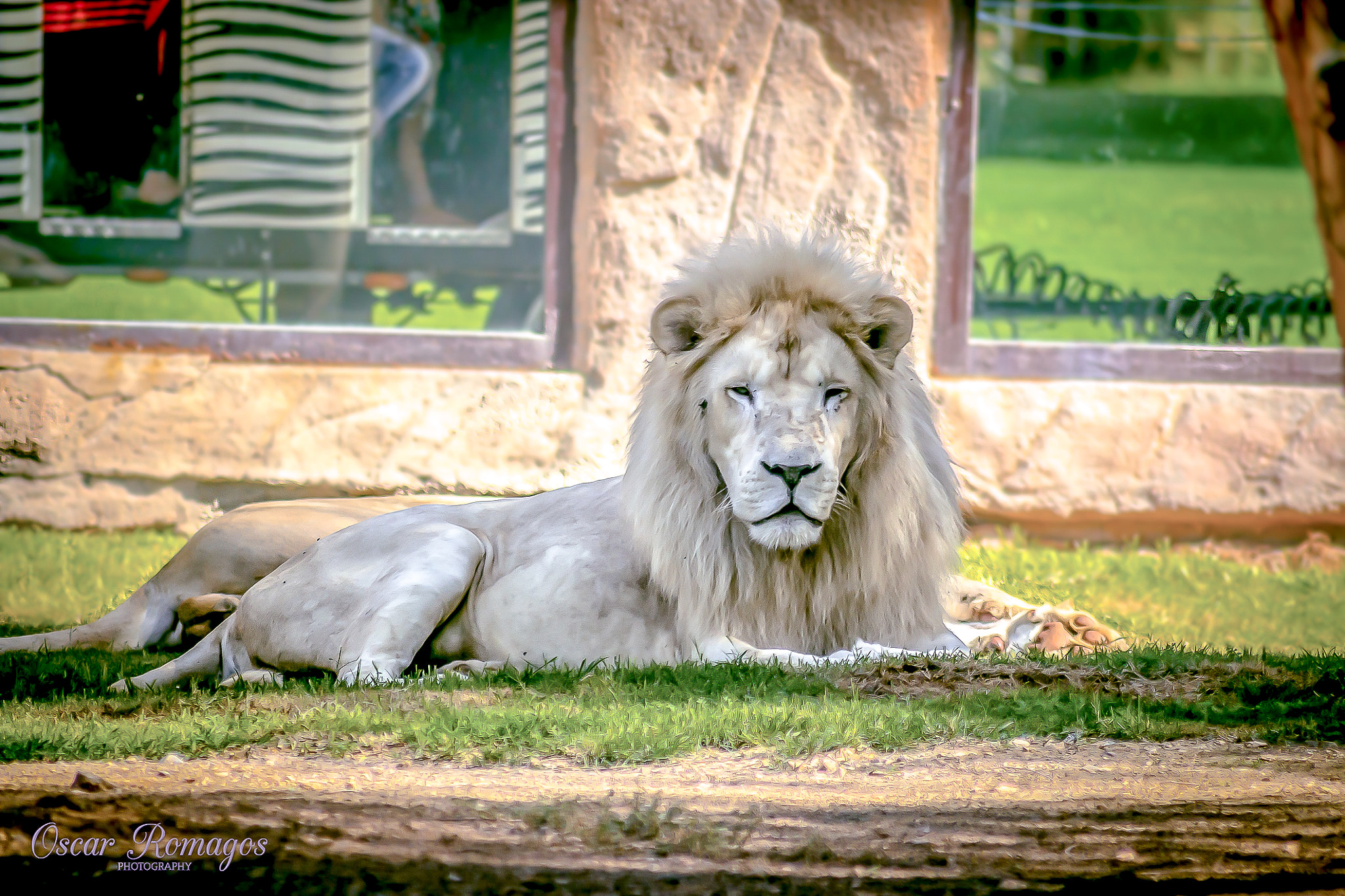 Canon EOS 70D + Sigma 50-200mm F4-5.6 DC OS HSM sample photo. White lion photography